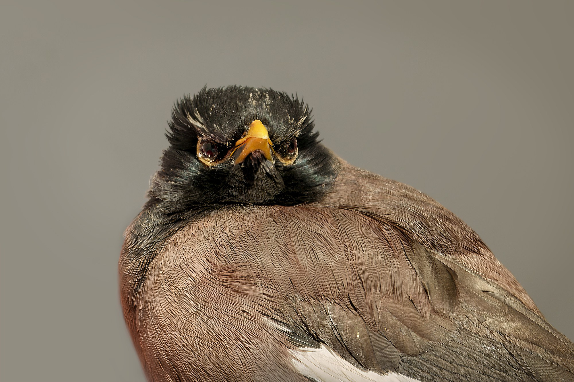 Удивительные мир птиц. Вокруг нас столько прекрасного — присмотритесь!. Ваш личный фотограф Марина Волкова