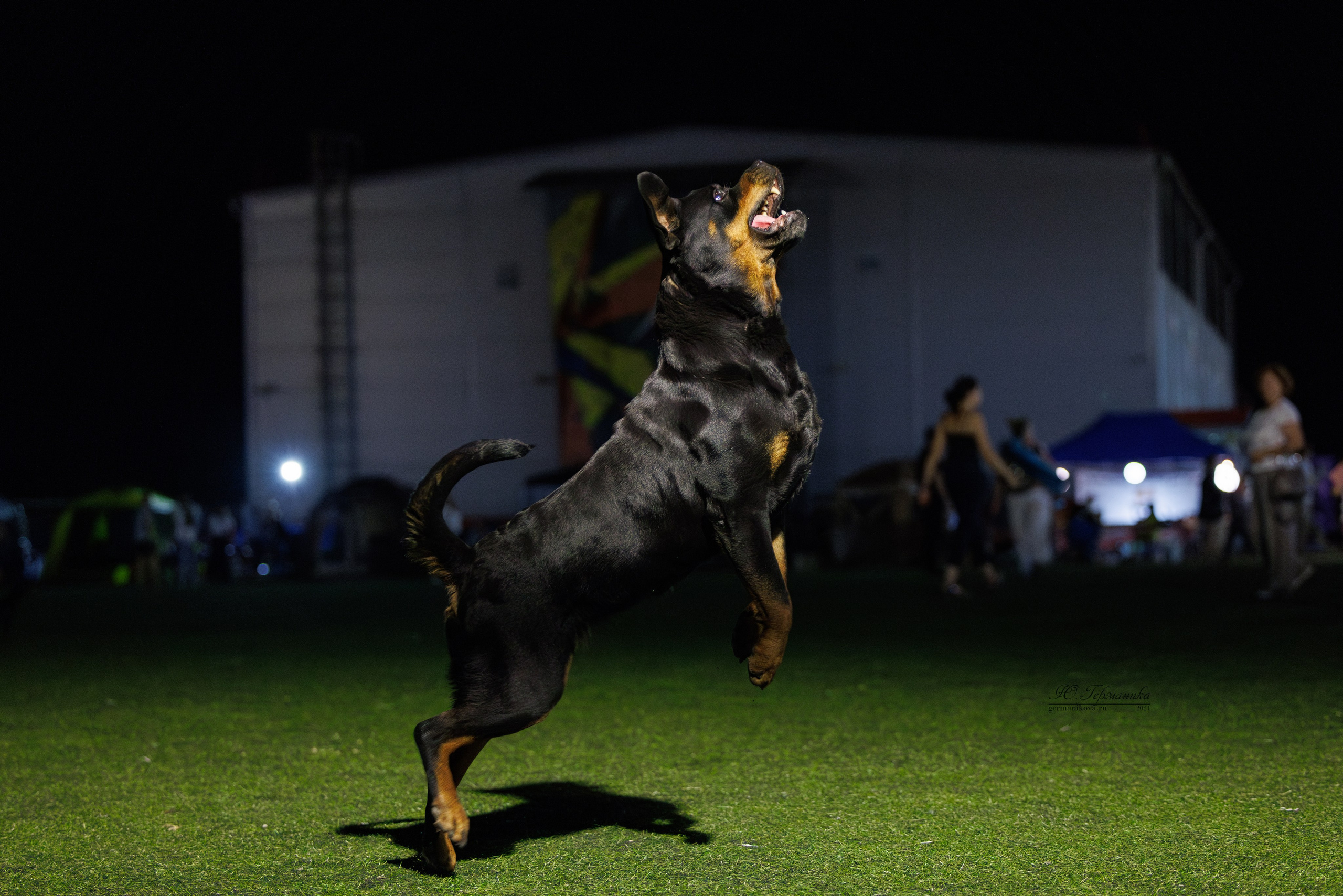 Волгоград 2-4.08.2024. Фотограф-анималист Юлия Германика