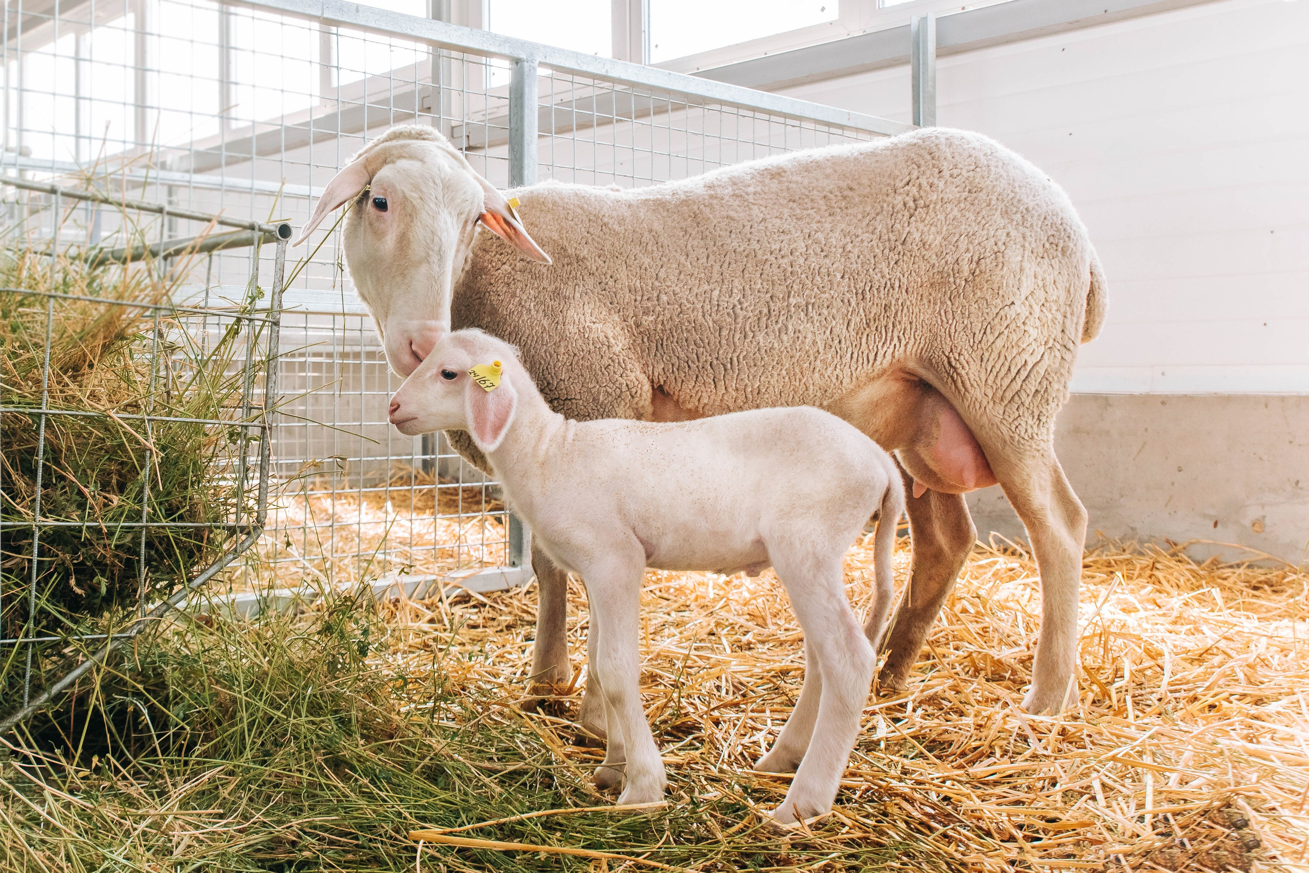 Овечья Ферма. Агрокурьер Красный Яр. Главная