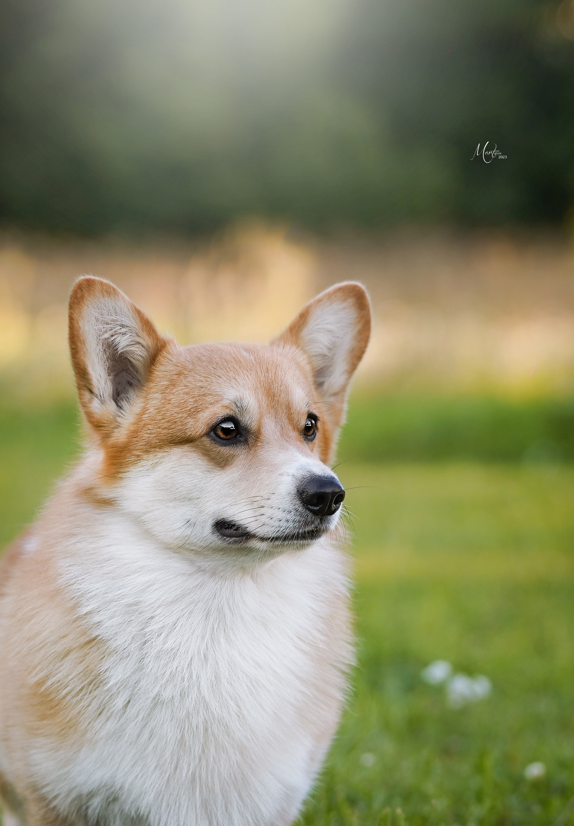 Выставки 2023. Фотограф-анималист в Санкт-Петербурге Яна Мартынова