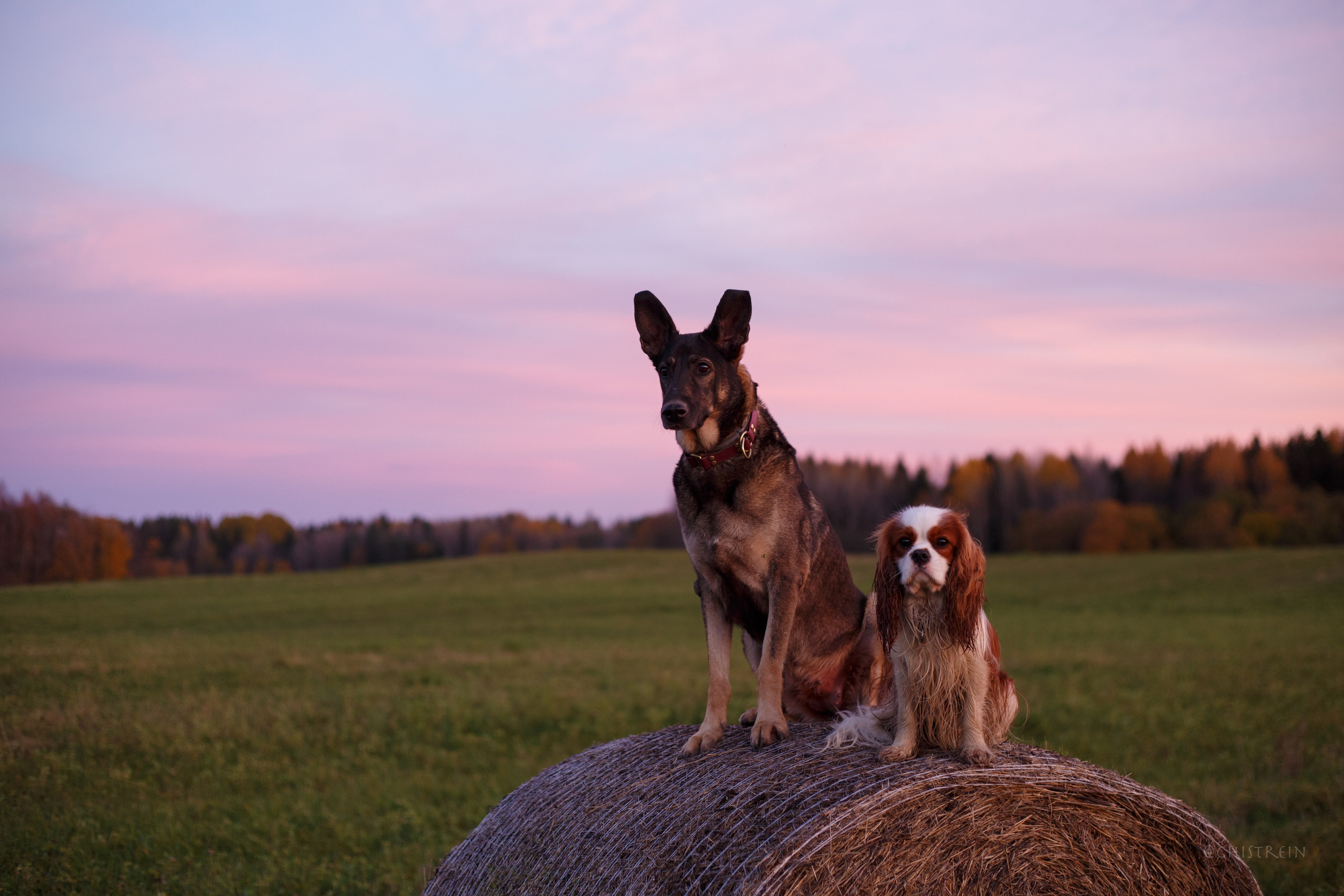 Октябрьский закат в полях. Алина и Лео. Фотограф-анималист Наталия Чистюхина в г. Сосновый Бор и ЛО