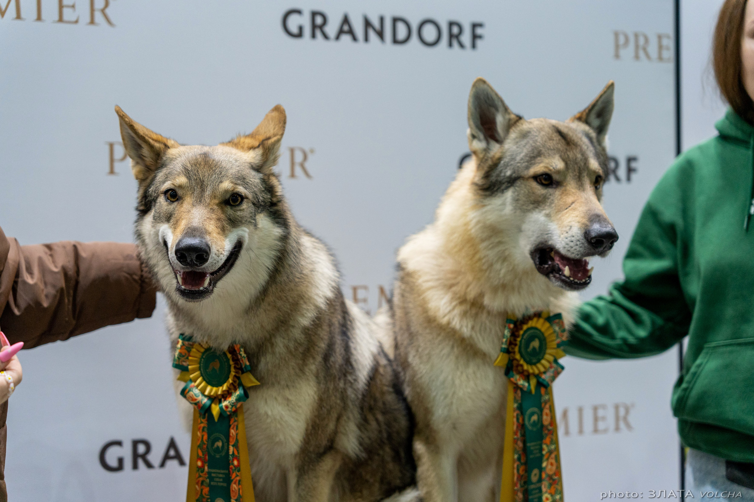 Животные. Фото, видео, монтаж