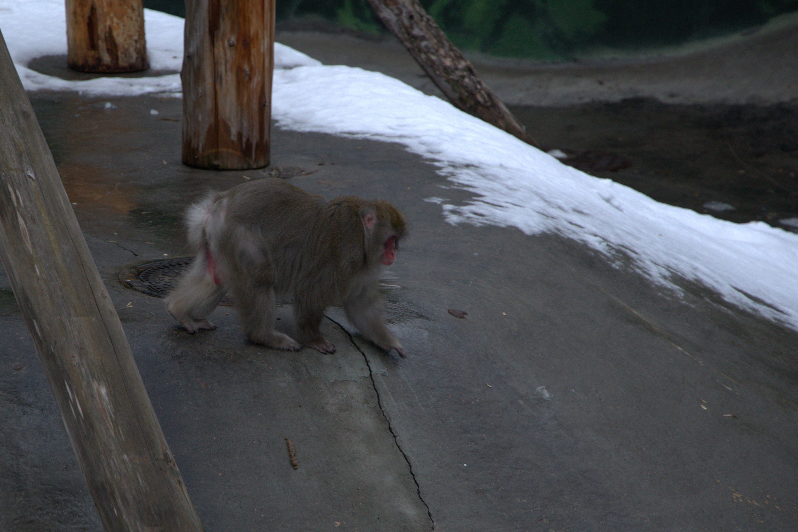 ЗООПАРК. ФОТОГРАФ В МОСКВЕ СТАНИСЛАВ КОБЗЕВ