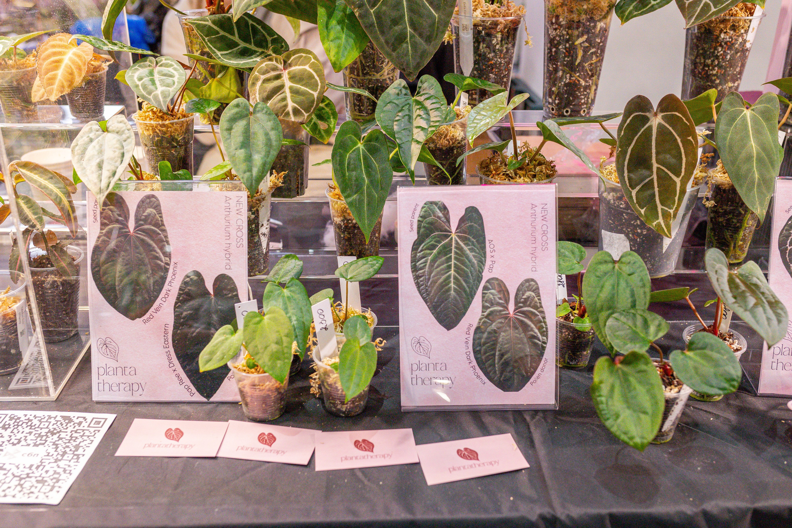 Монстериум 11–12 октября. Александра Куликова фотограф, Москва