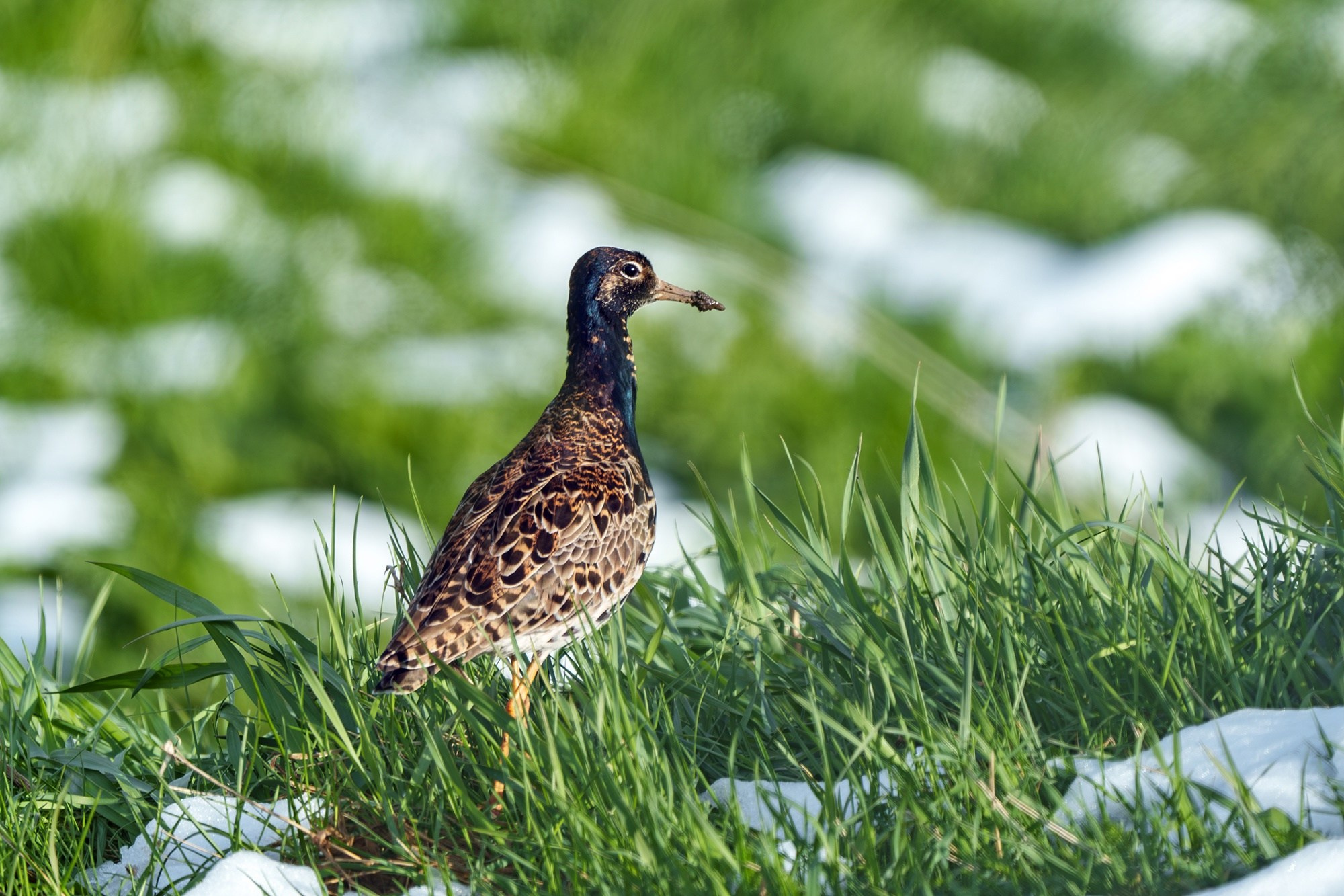 Удивительные мир птиц. Вокруг нас столько прекрасного — присмотритесь!. Ваш личный фотограф Марина Волкова
