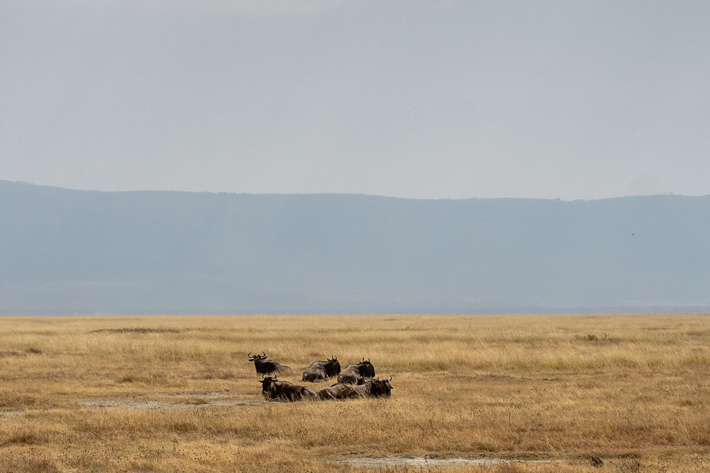Танзания, сафари, 2025. Творческие сьемки