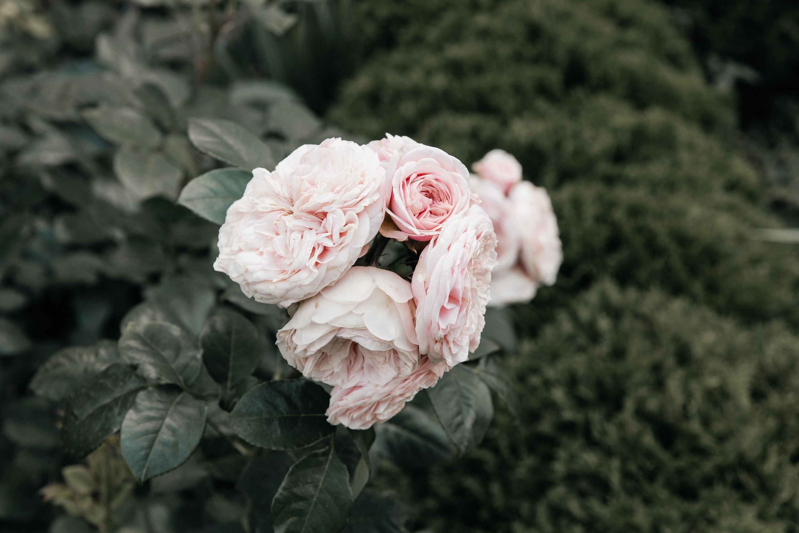 Артём & Анна. Свадебный фотограф в Нижнем Новгороде