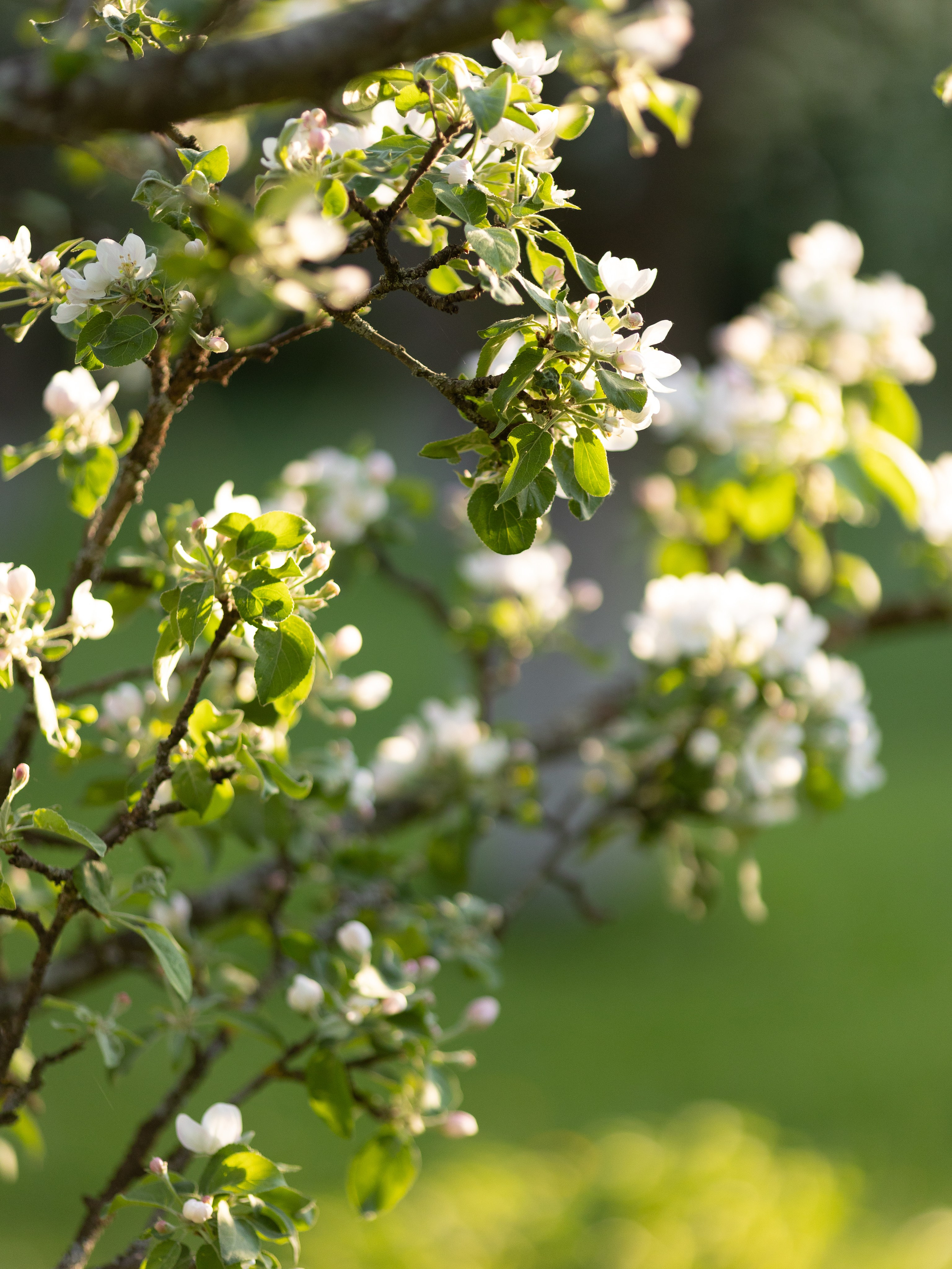Виктория. Контент фотограф в Санкт-Петербурге Елена Кегель