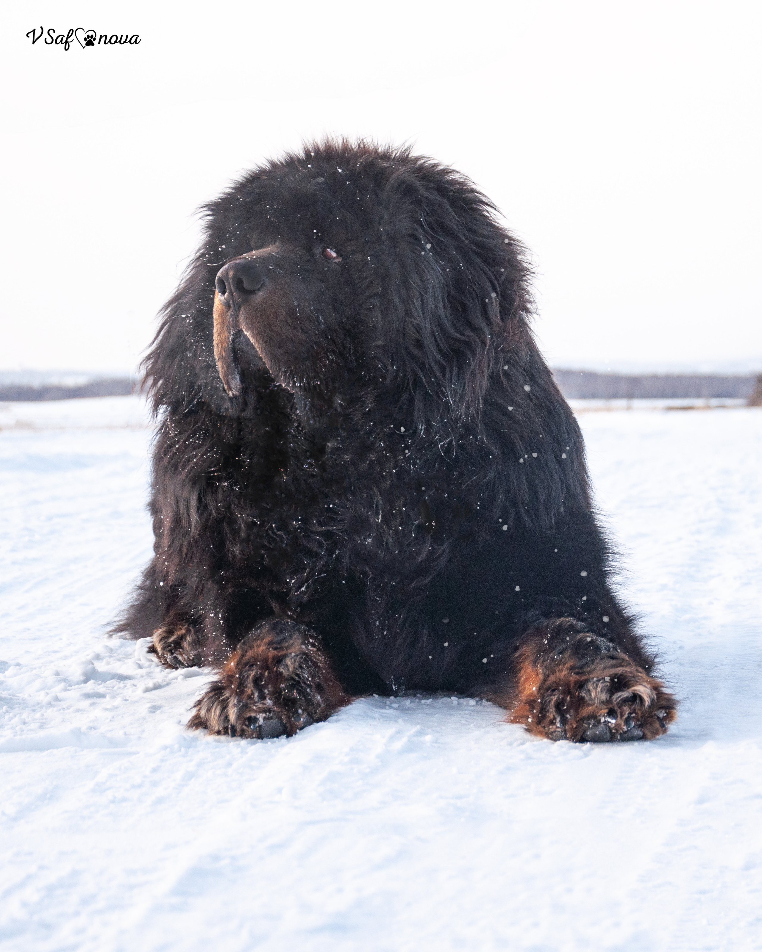 Ира и Ричи 29.01.2022. Фотограф анималист Благовещенск. Сафонова Виктория