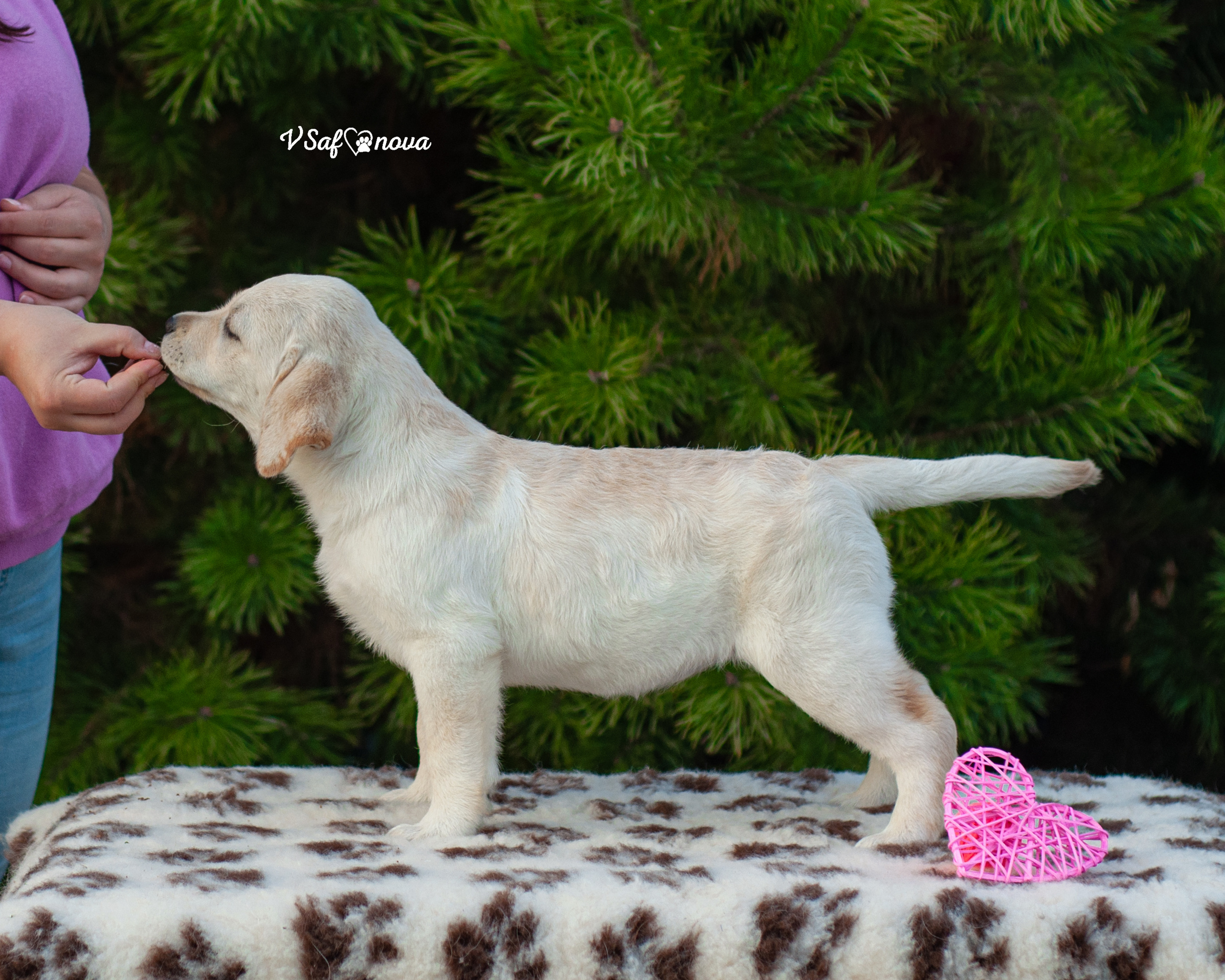 Лабродорчики 26.09.2021. Фотограф анималист Благовещенск. Сафонова Виктория