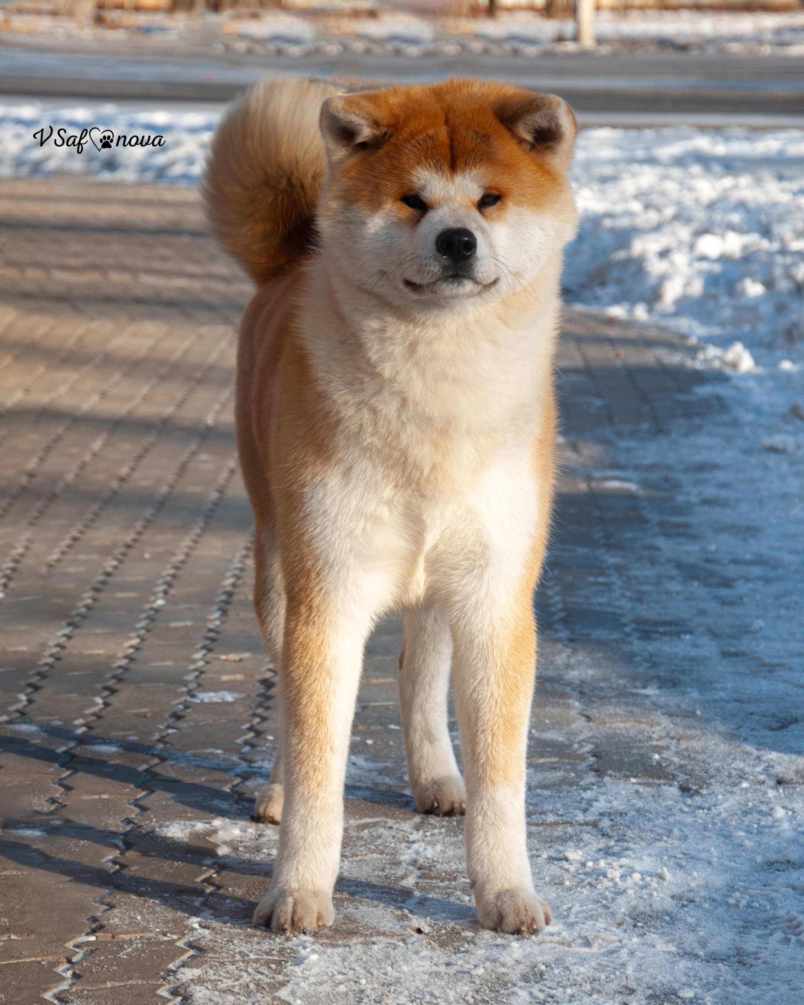 5–6 февраля 2022 Благовещенск. Фотограф анималист Благовещенск. Сафонова Виктория