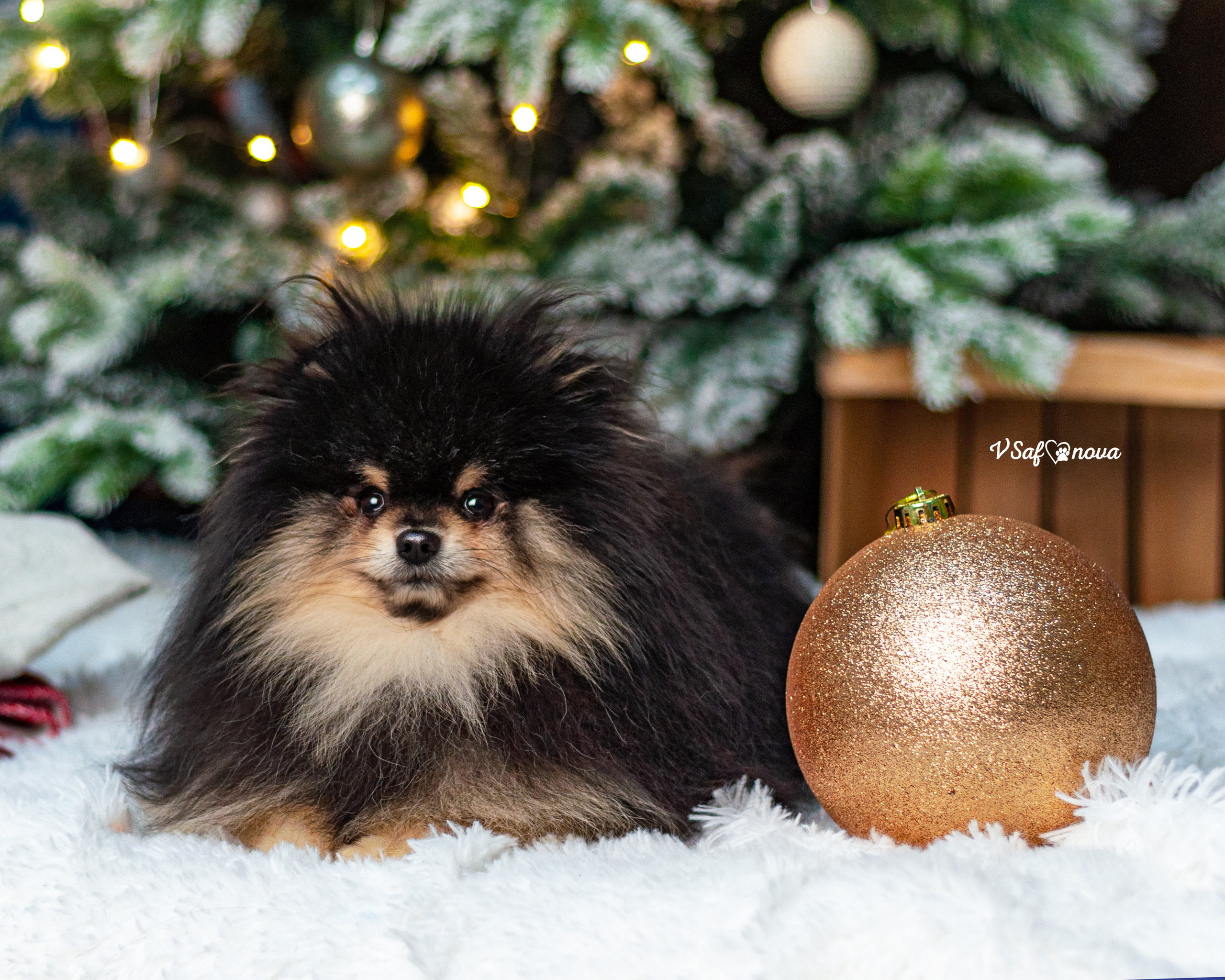 Ральф и Стейси. Фотограф анималист Благовещенск. Сафонова Виктория