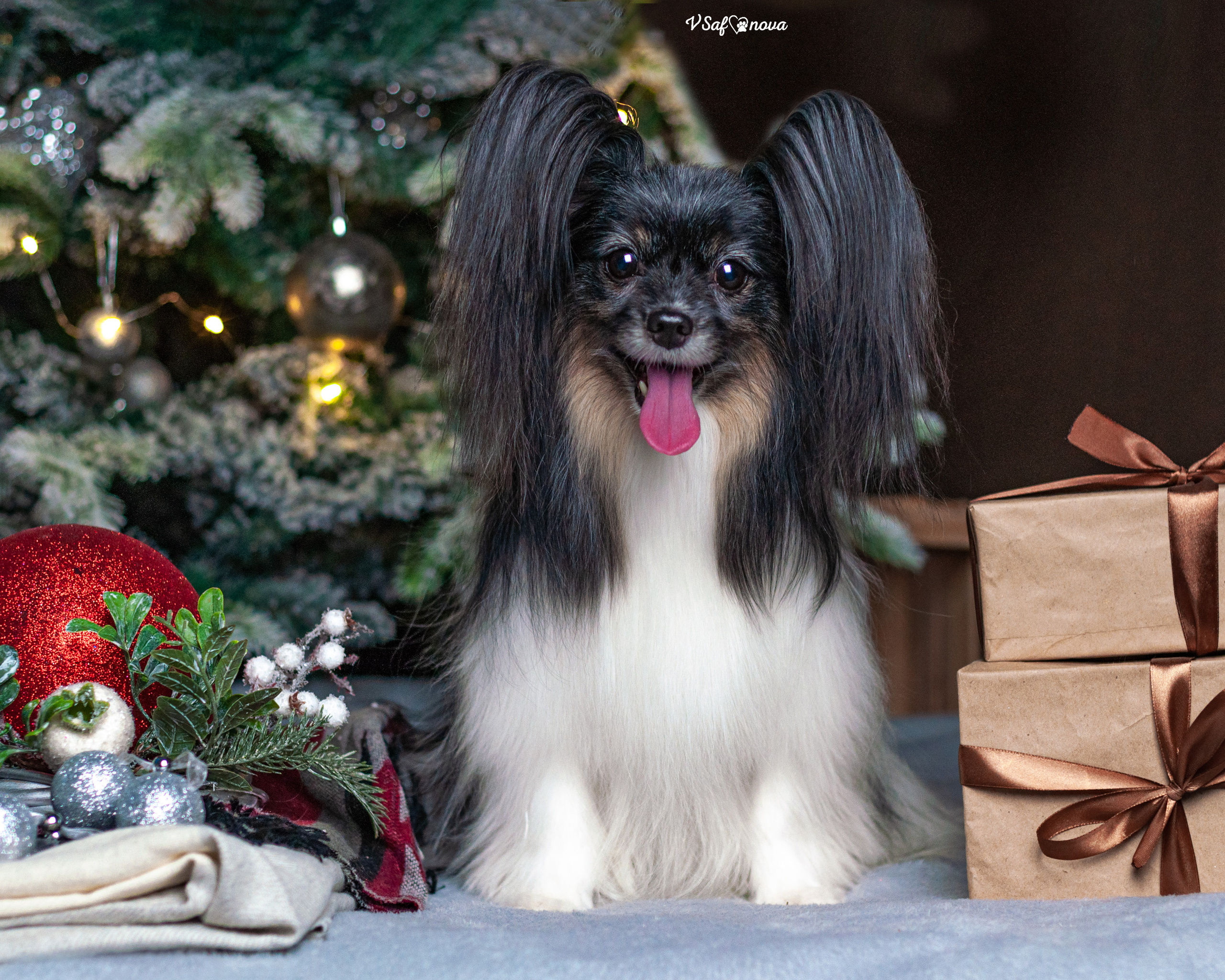 Шустрый и Федя. Фотограф анималист Благовещенск. Сафонова Виктория
