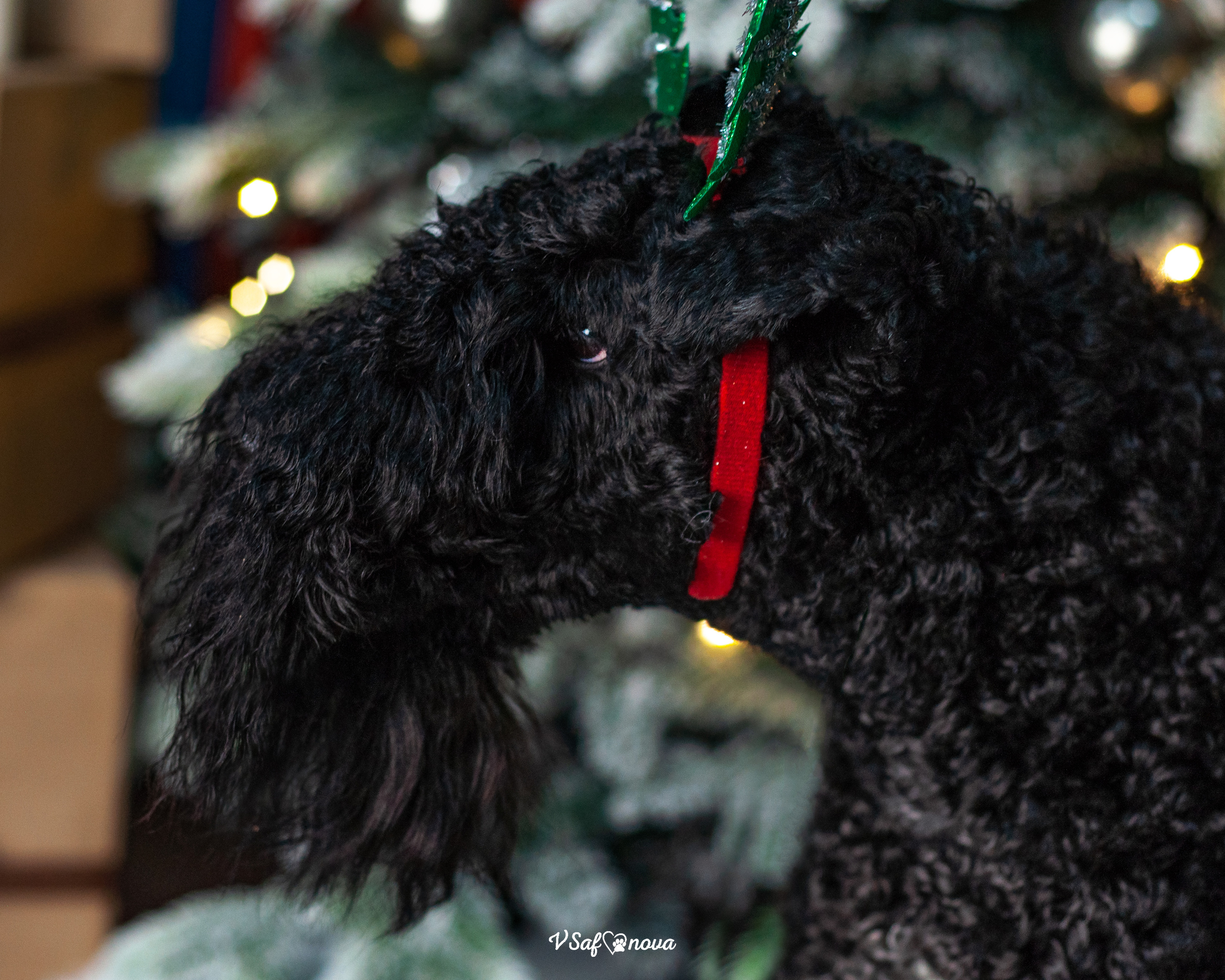 Гоша и Аня. Фотограф анималист Благовещенск. Сафонова Виктория
