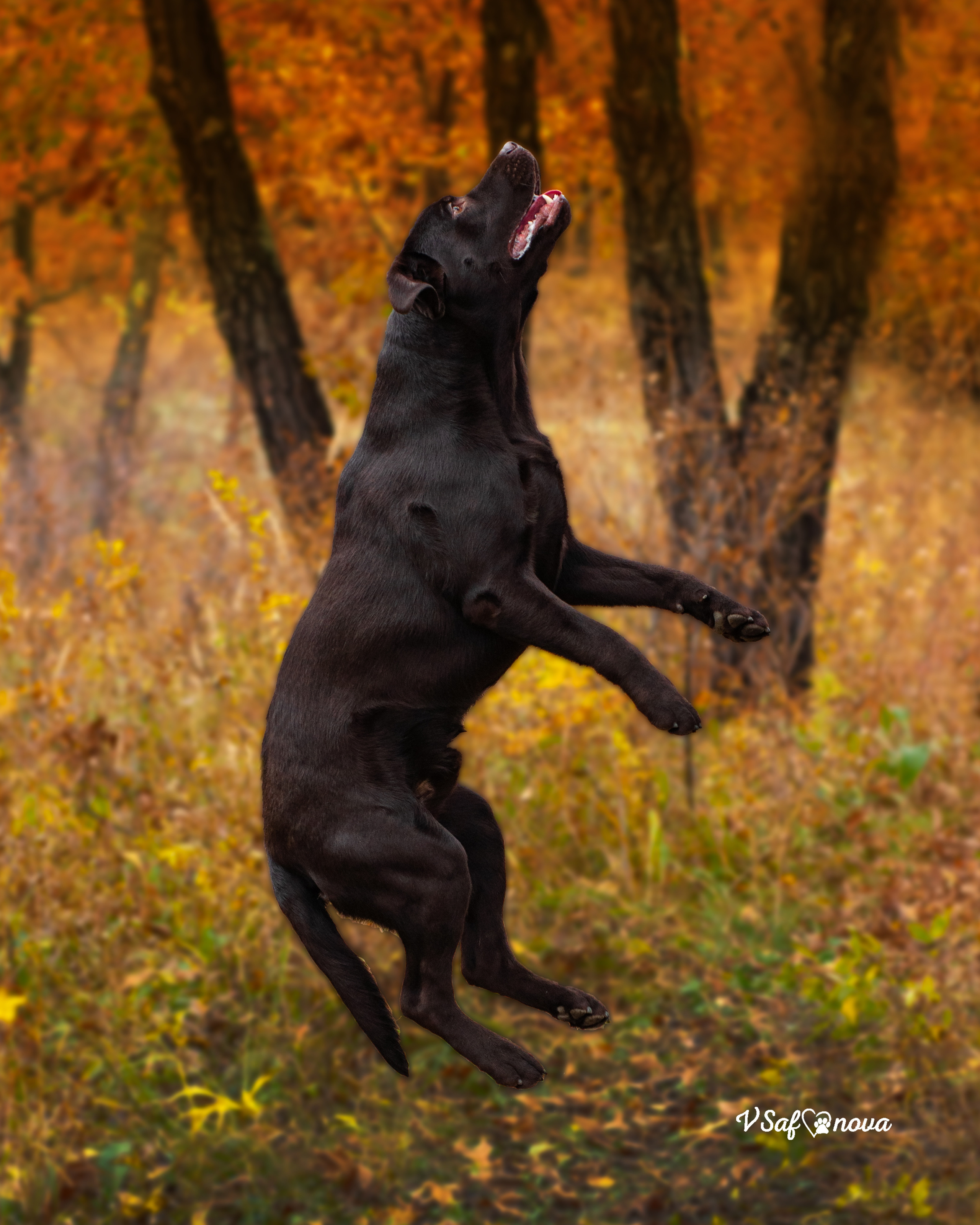 Саша и лабрадоры 03.10.2021. Фотограф анималист Благовещенск. Сафонова Виктория