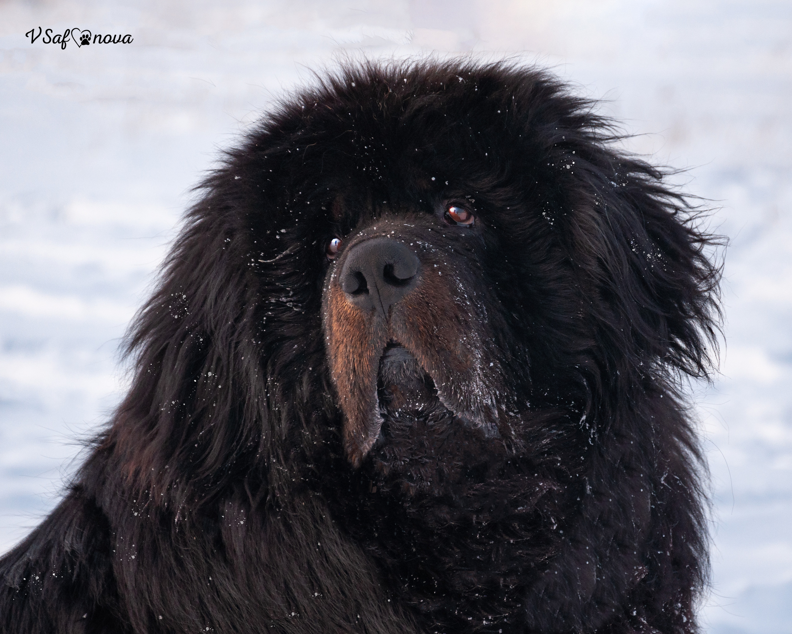 Ира и Ричи 29.01.2022. Фотограф анималист Благовещенск. Сафонова Виктория