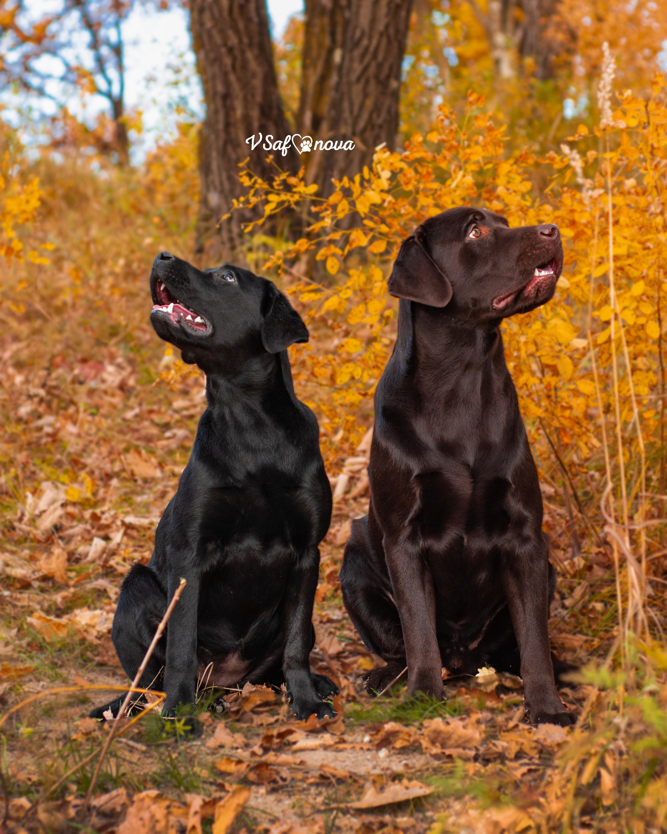Саша и лабрадоры 03.10.2021. Фотограф анималист Благовещенск. Сафонова Виктория