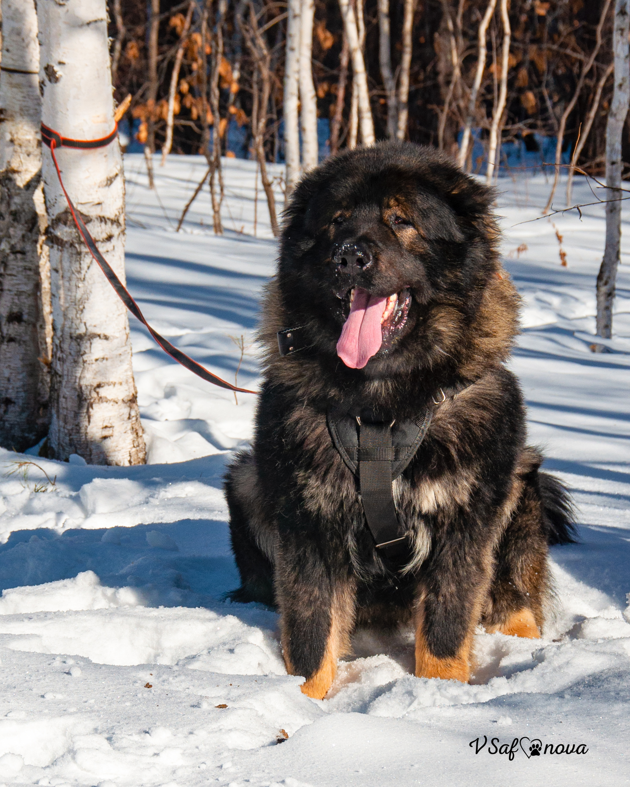 ЗКС Кайрат 01.02.2022. Фотограф анималист Благовещенск. Сафонова Виктория