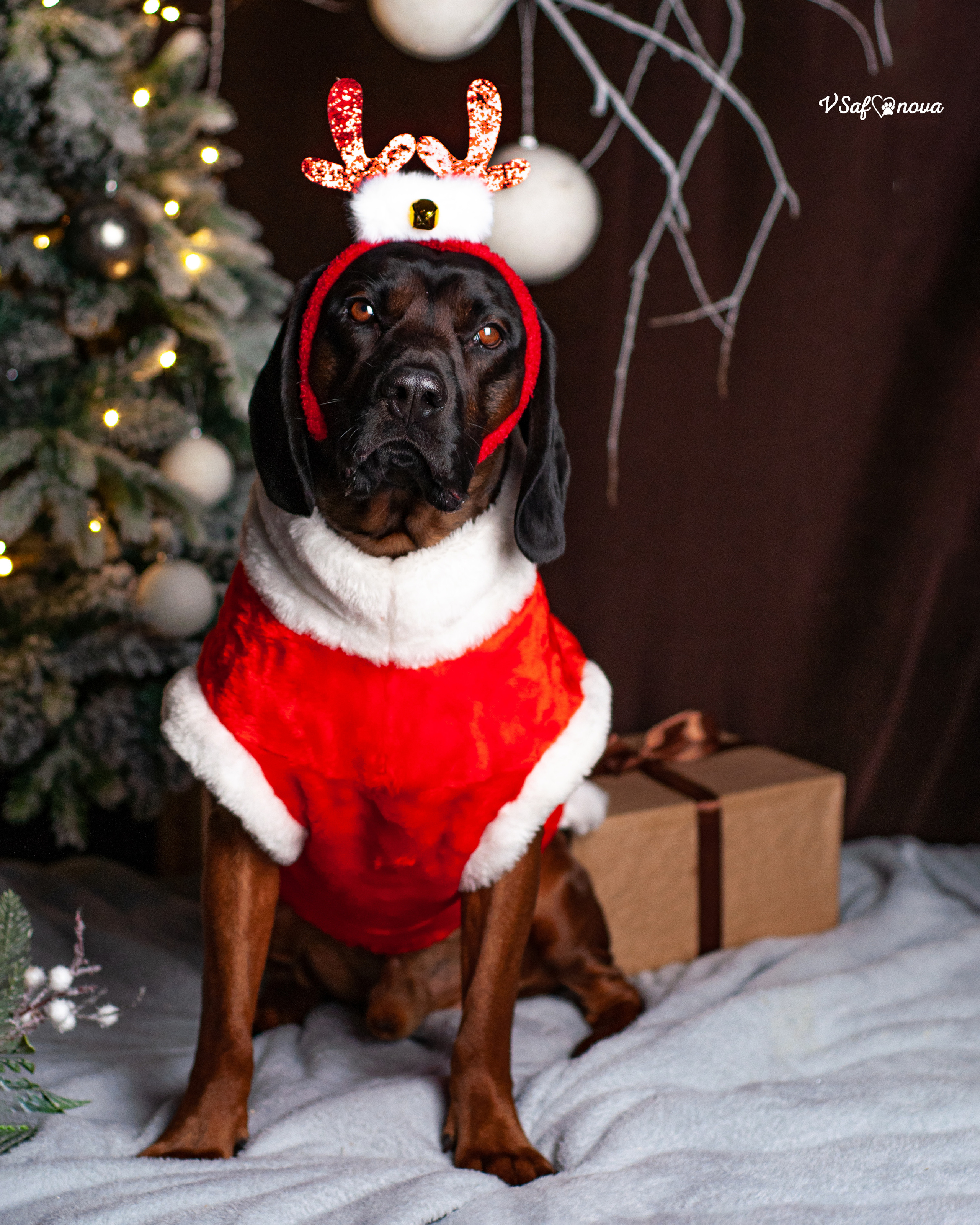 Флай. Фотограф анималист Благовещенск. Сафонова Виктория