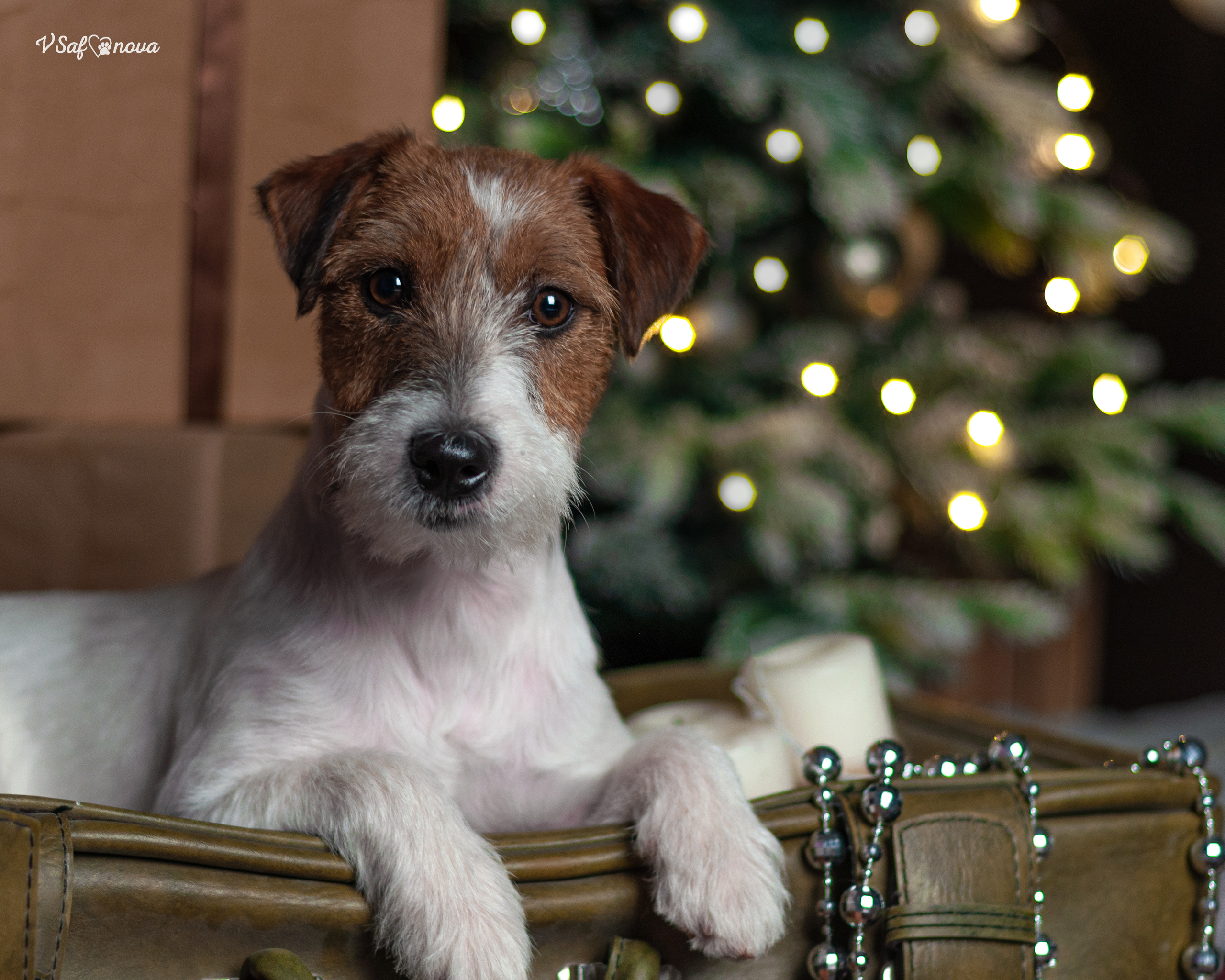 Перчик. Фотограф анималист Благовещенск. Сафонова Виктория