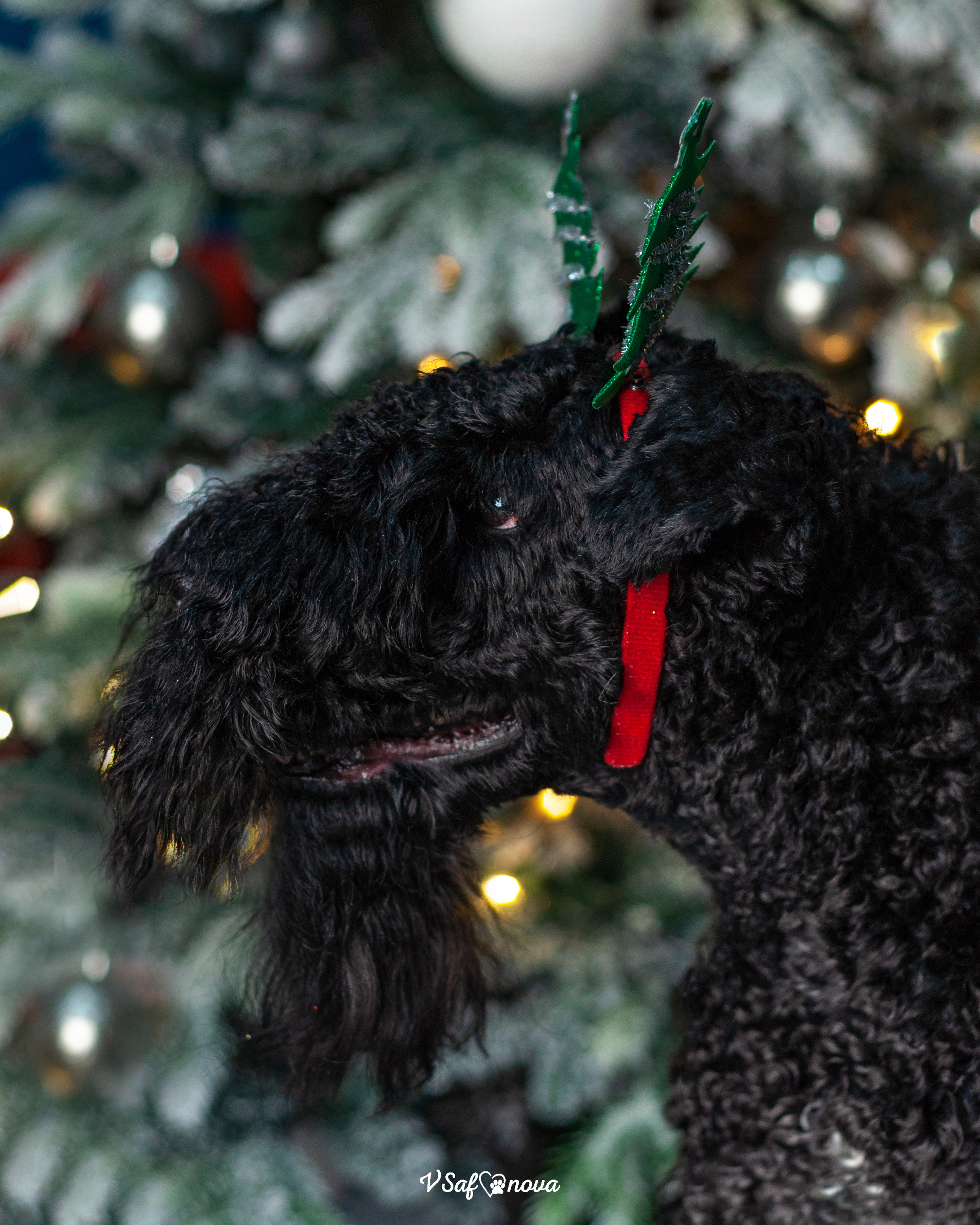 Гоша и Аня. Фотограф анималист Благовещенск. Сафонова Виктория