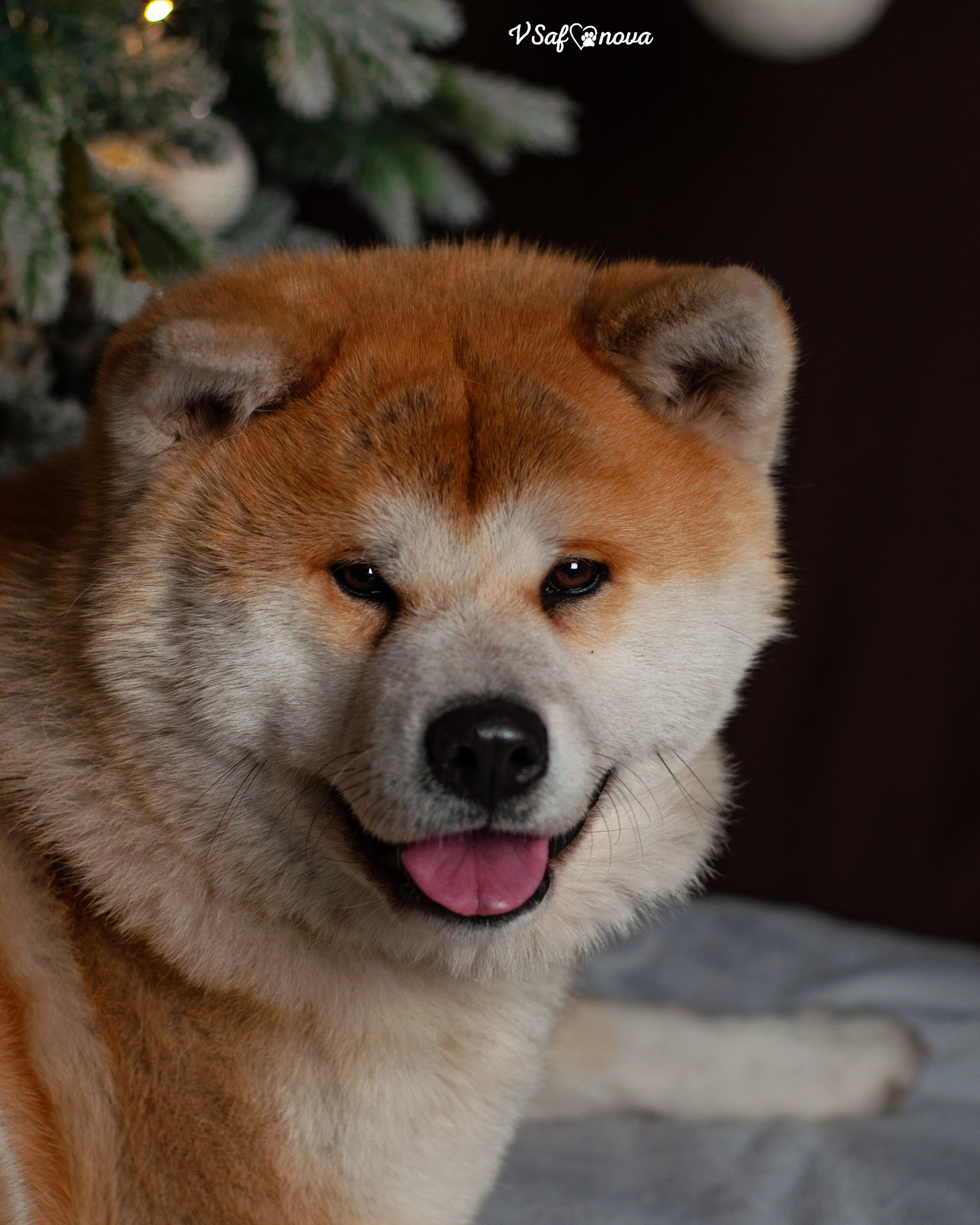 Ёма и Кирюша. Фотограф анималист Благовещенск. Сафонова Виктория
