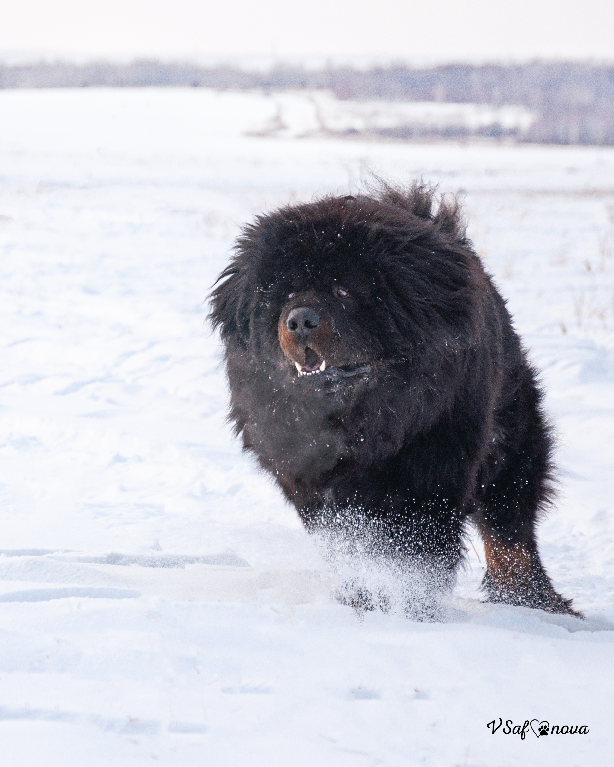 Ира и Ричи 29.01.2022. Фотограф анималист Благовещенск. Сафонова Виктория