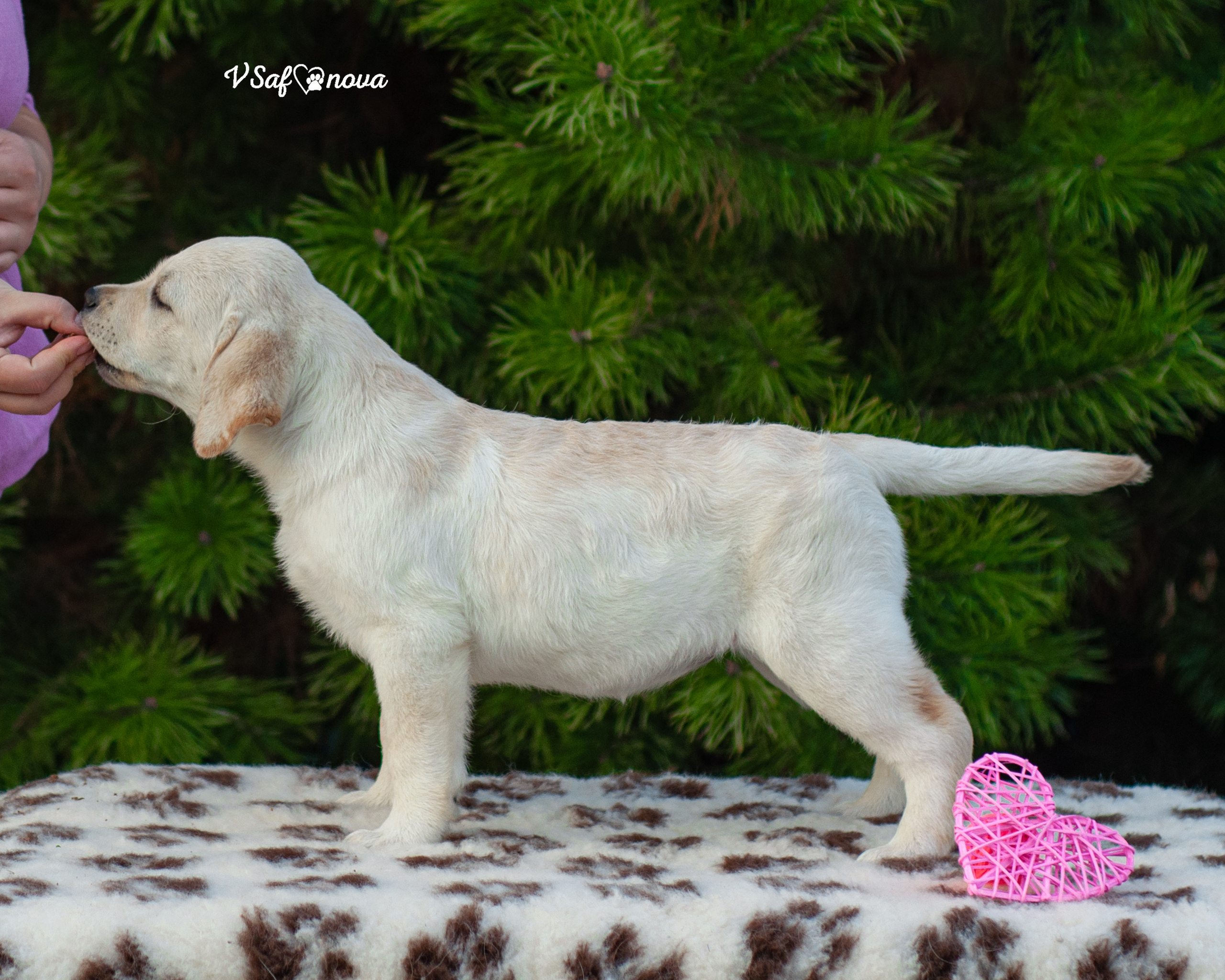 Лабродорчики 26.09.2021. Фотограф анималист Благовещенск. Сафонова Виктория