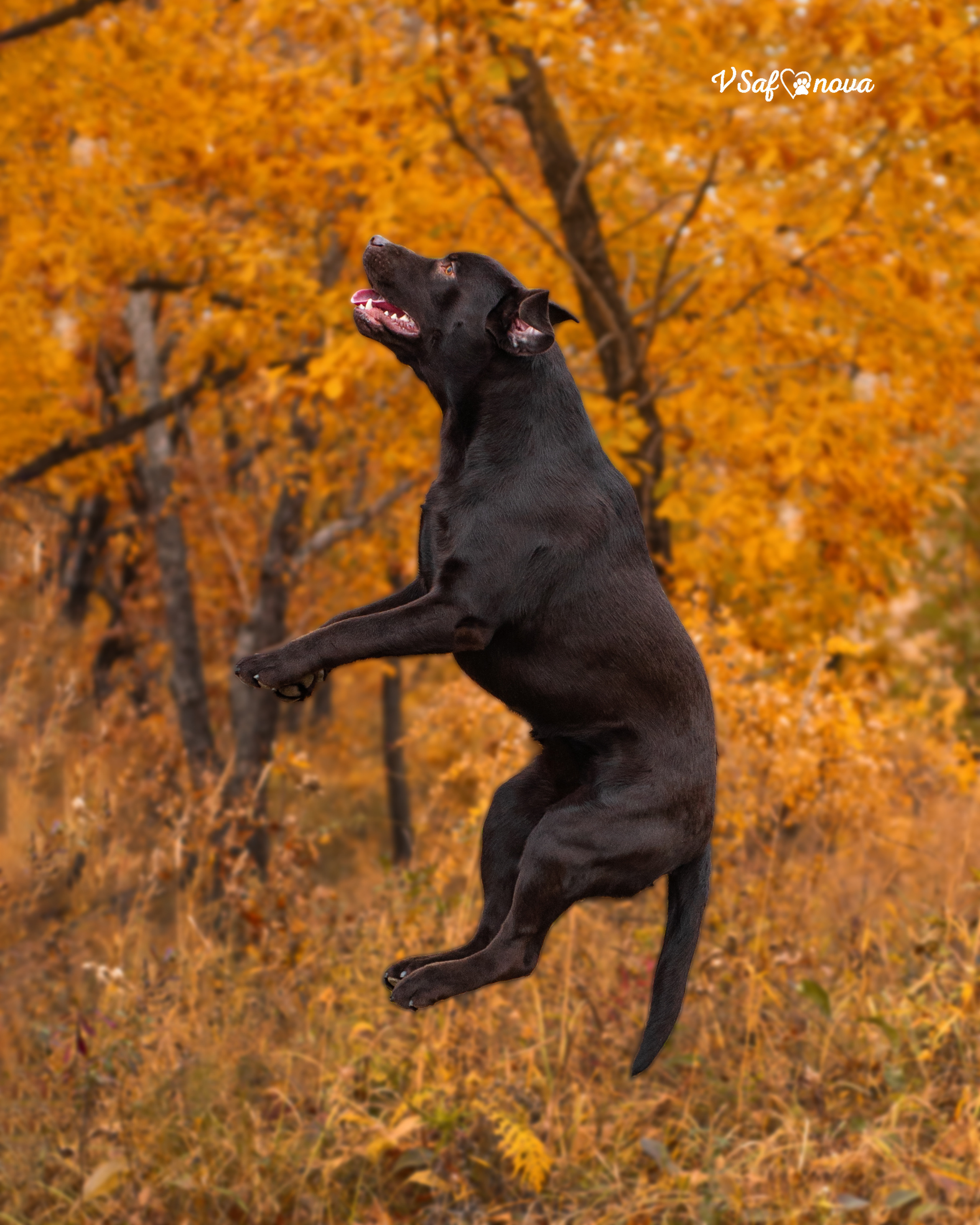 Саша и лабрадоры 03.10.2021. Фотограф анималист Благовещенск. Сафонова Виктория