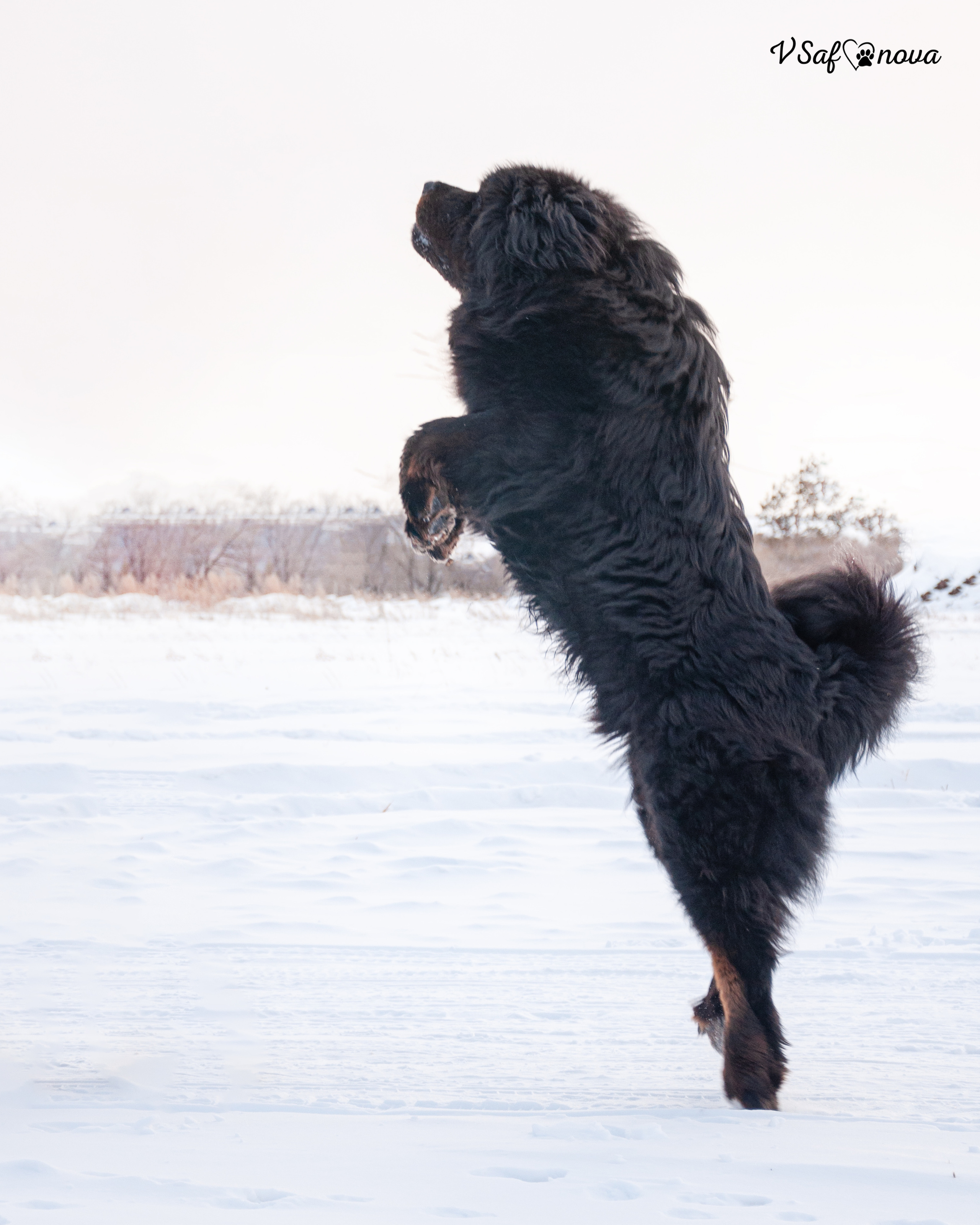 Ира и Ричи 29.01.2022. Фотограф анималист Благовещенск. Сафонова Виктория