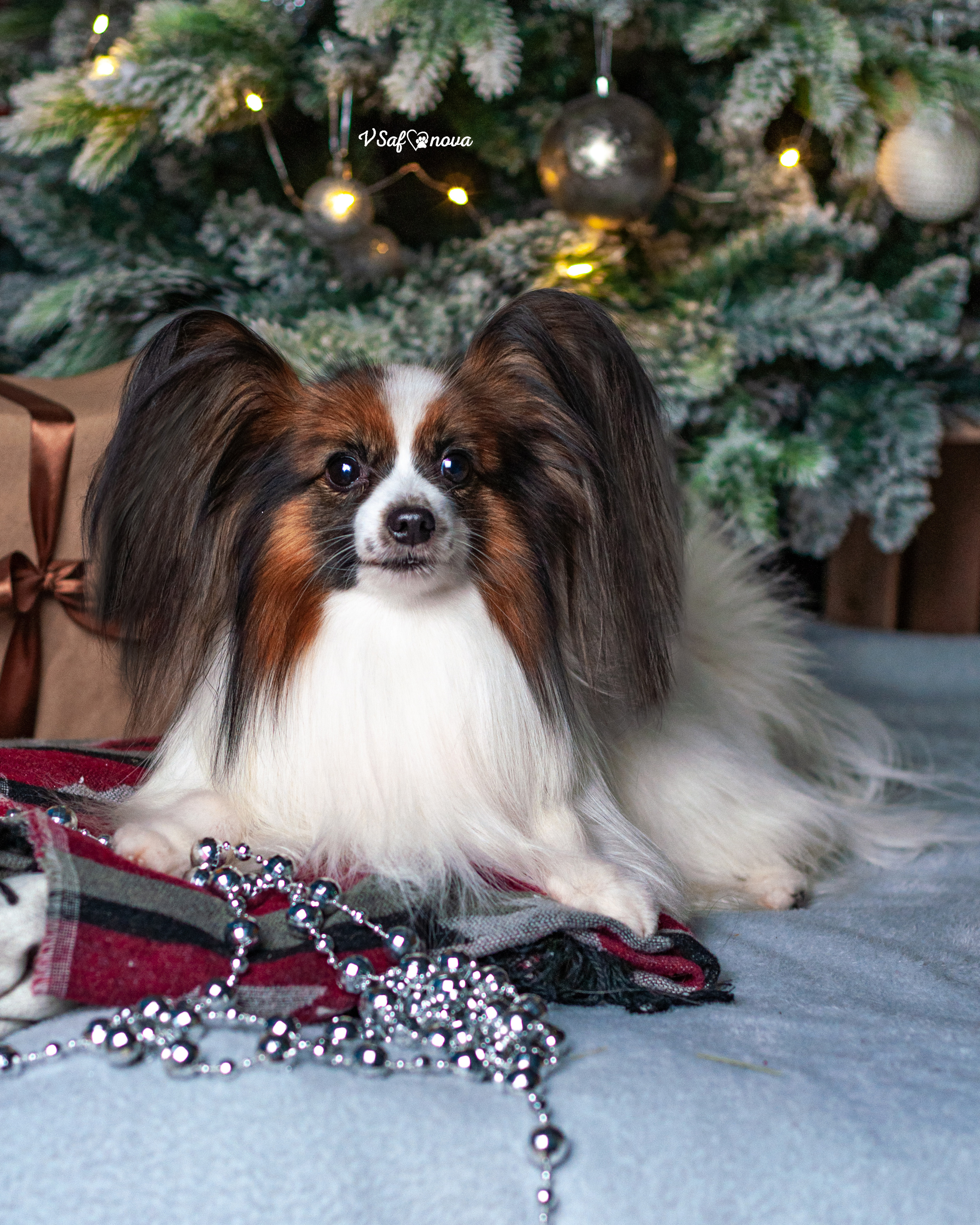 Шустрый и Федя. Фотограф анималист Благовещенск. Сафонова Виктория