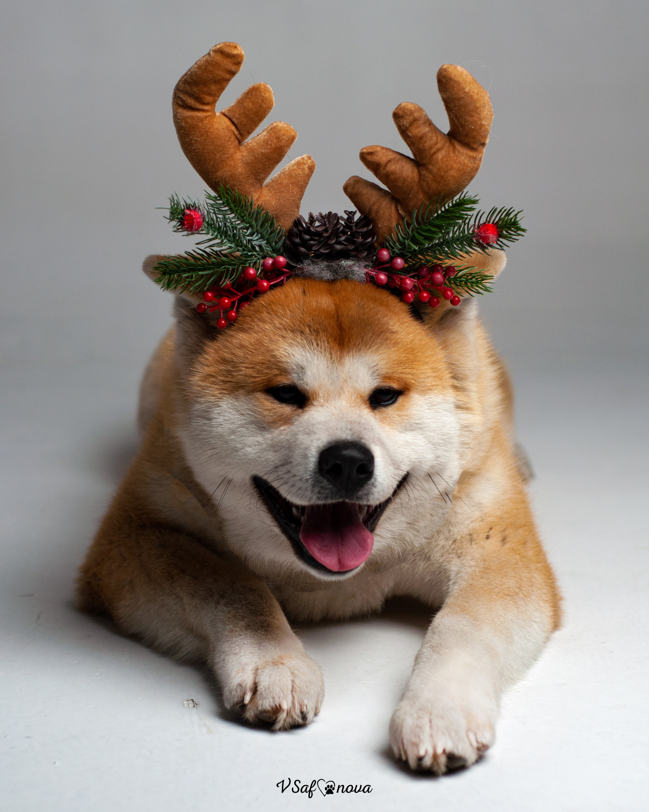 Ёма и Кирюша. Фотограф анималист Благовещенск. Сафонова Виктория