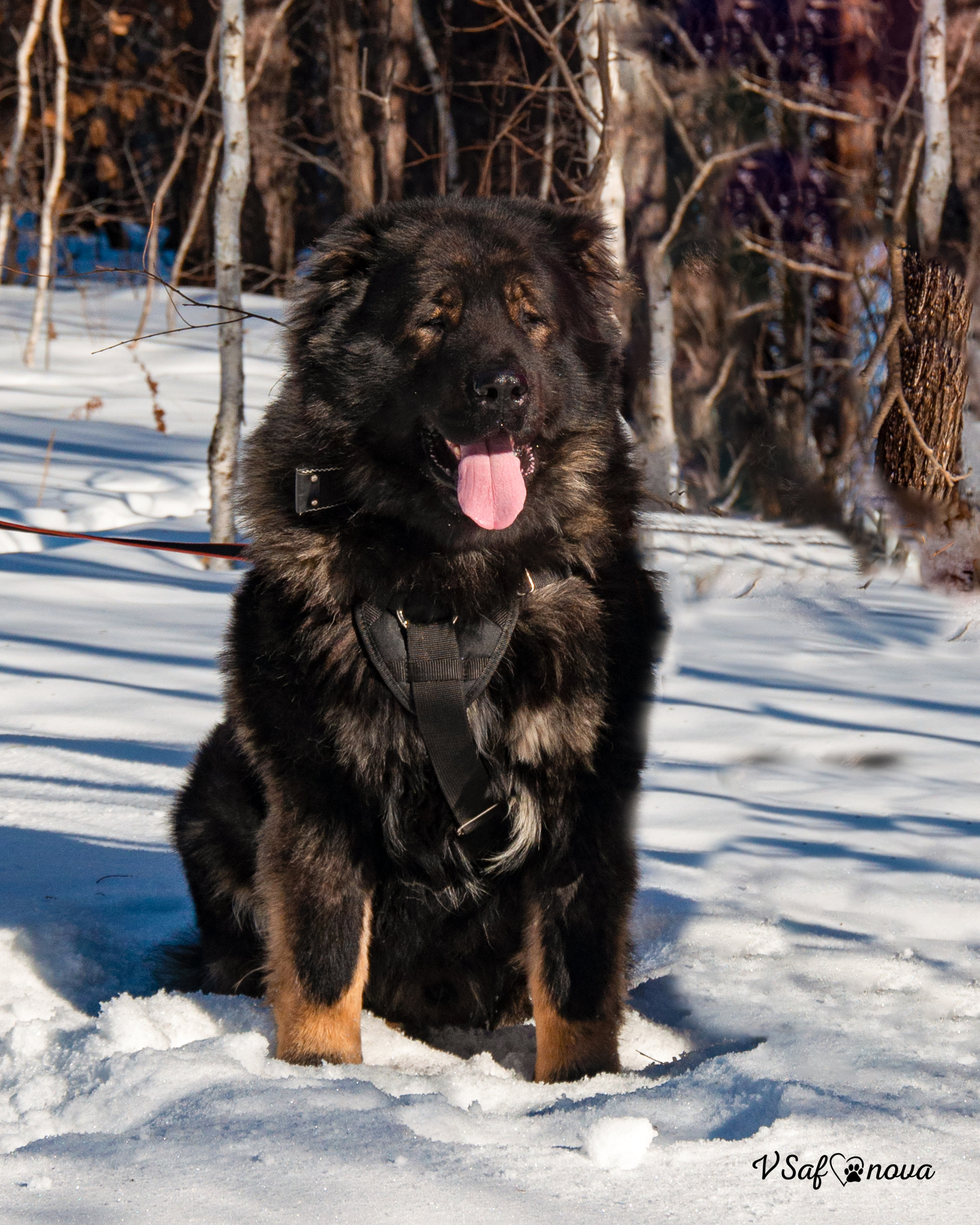 ЗКС Кайрат 01.02.2022. Фотограф анималист Благовещенск. Сафонова Виктория
