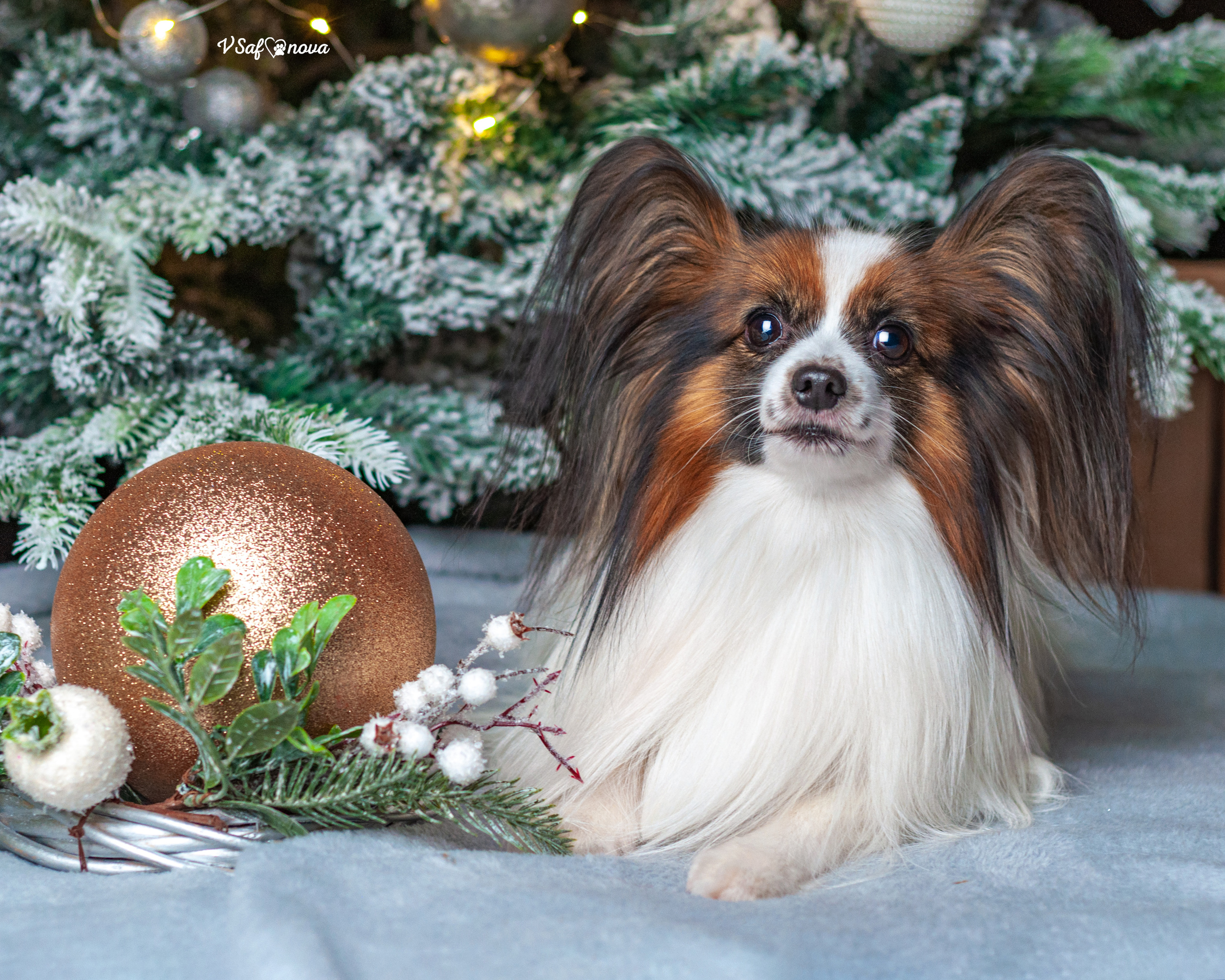 Шустрый и Федя. Фотограф анималист Благовещенск. Сафонова Виктория