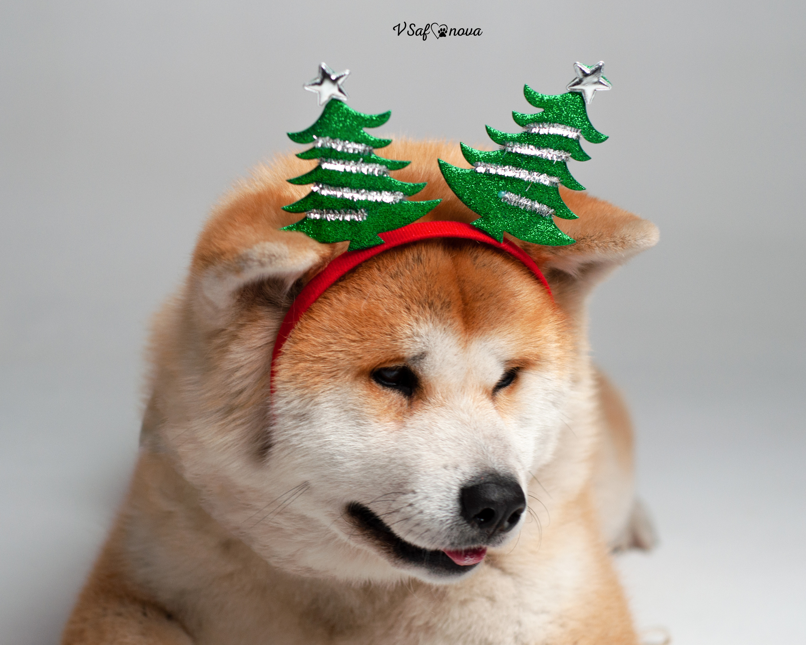 Ёма и Кирюша. Фотограф анималист Благовещенск. Сафонова Виктория