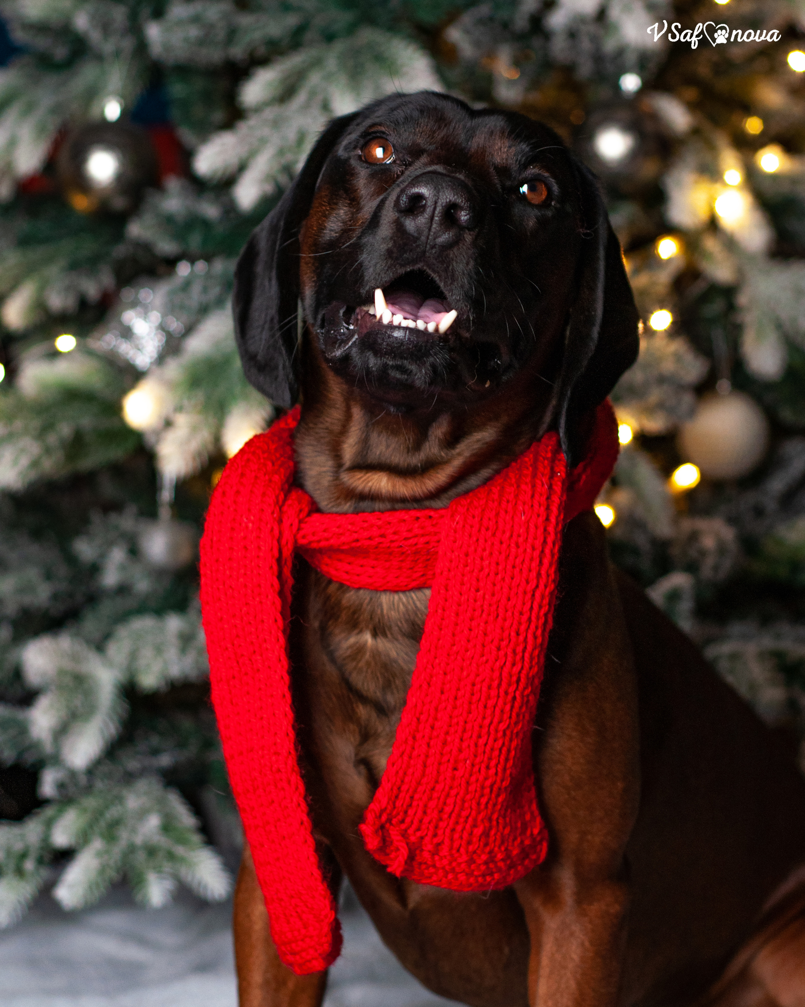 Флай. Фотограф анималист Благовещенск. Сафонова Виктория