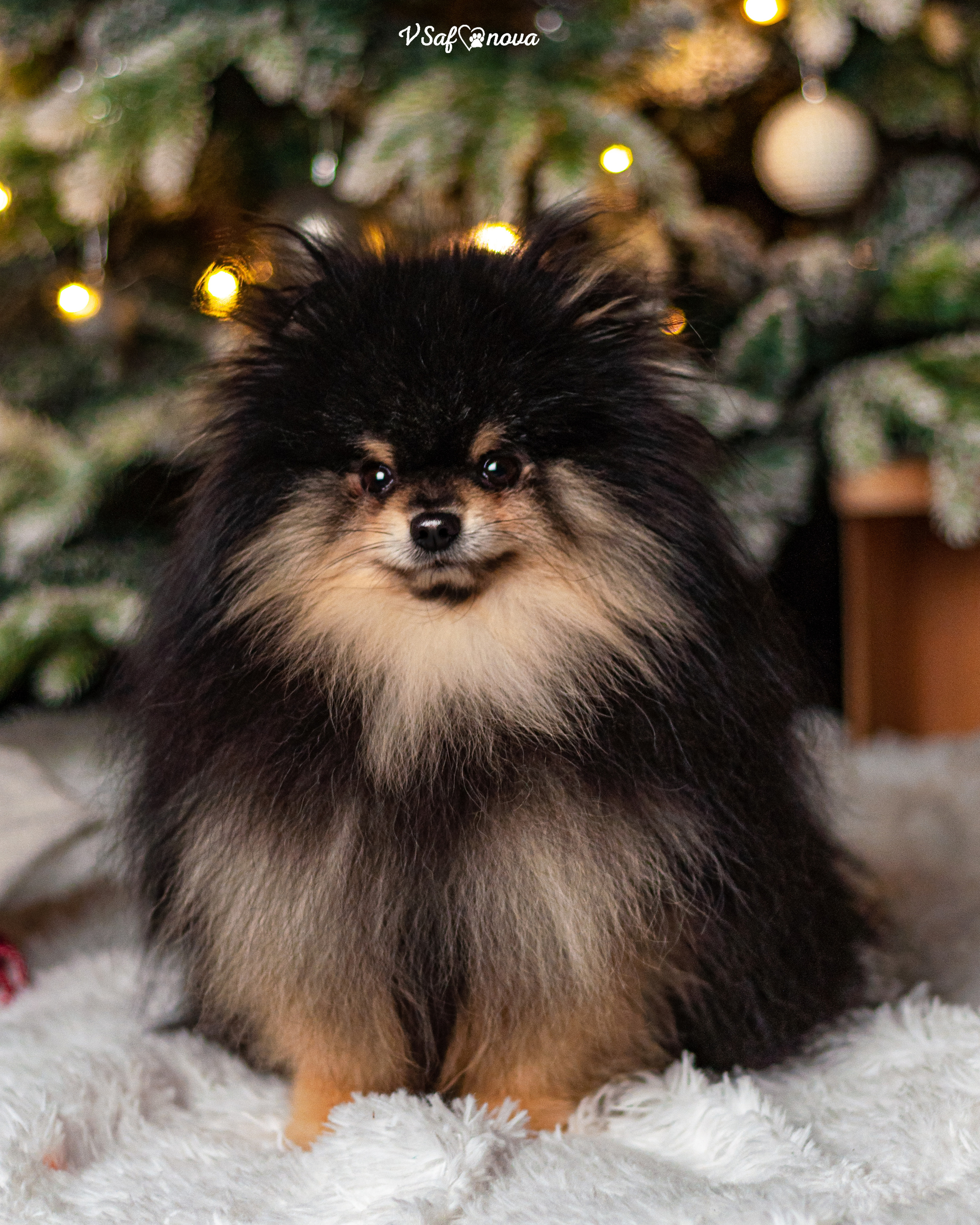 Ральф и Стейси. Фотограф анималист Благовещенск. Сафонова Виктория