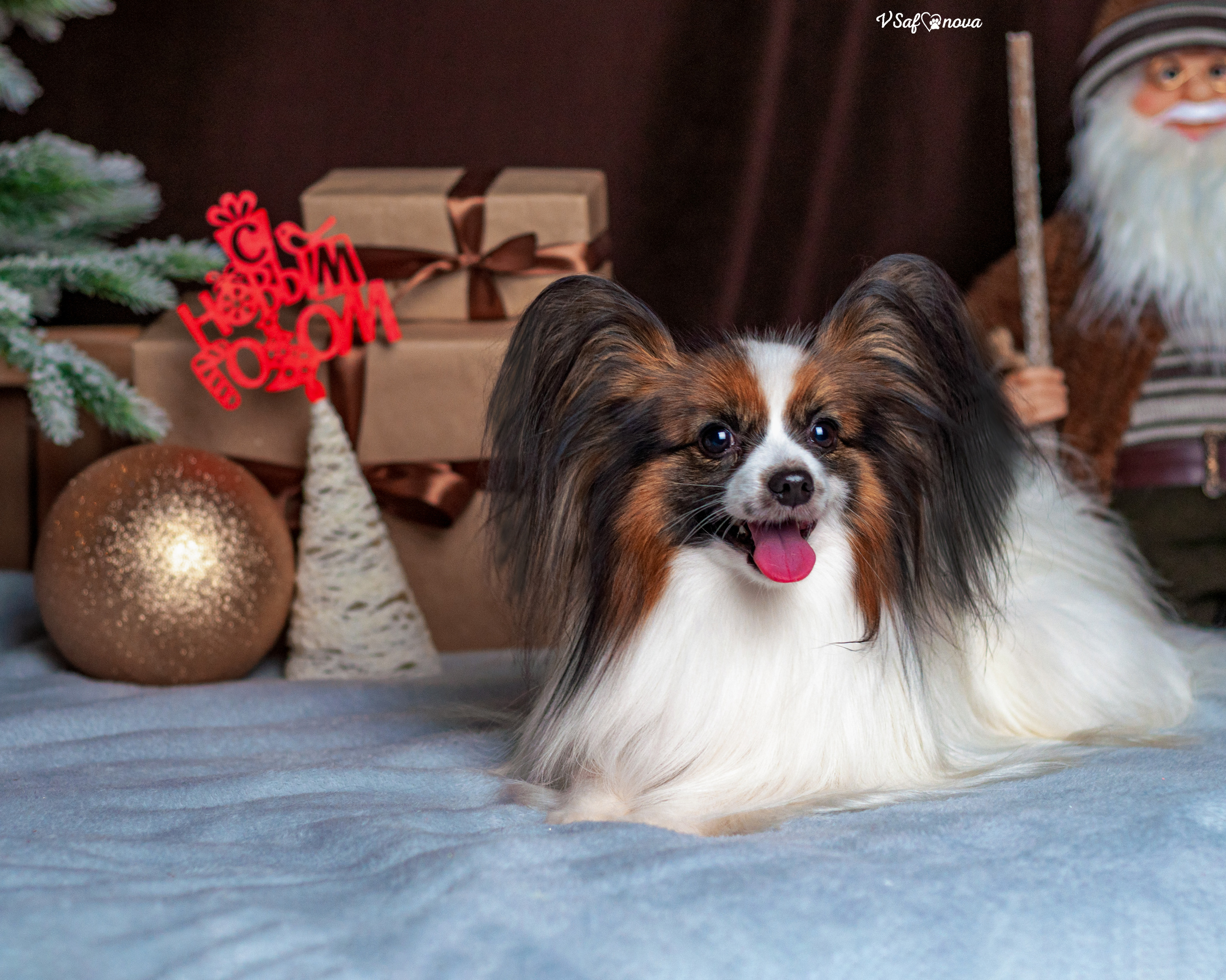 Шустрый и Федя. Фотограф анималист Благовещенск. Сафонова Виктория