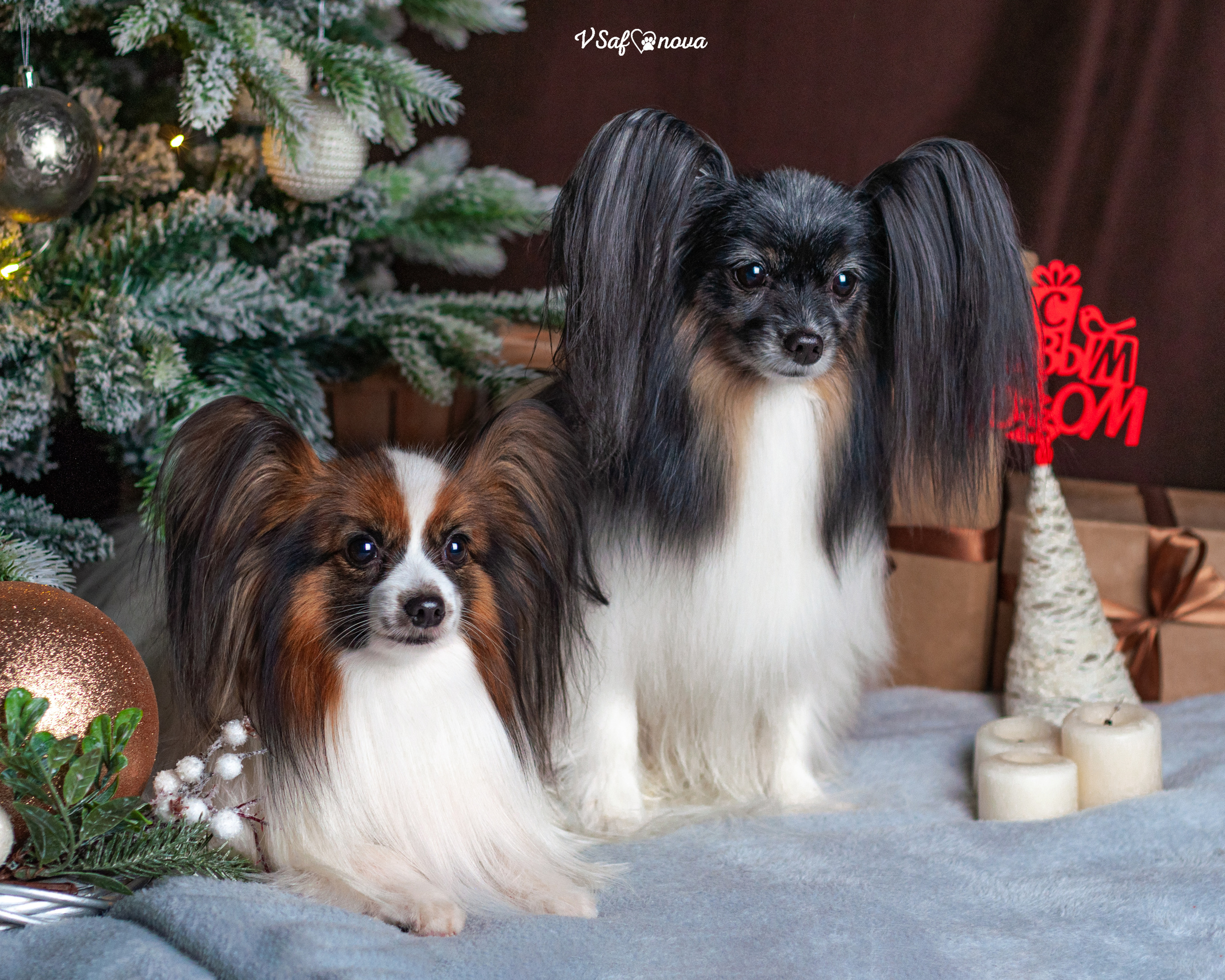 Шустрый и Федя. Фотограф анималист Благовещенск. Сафонова Виктория