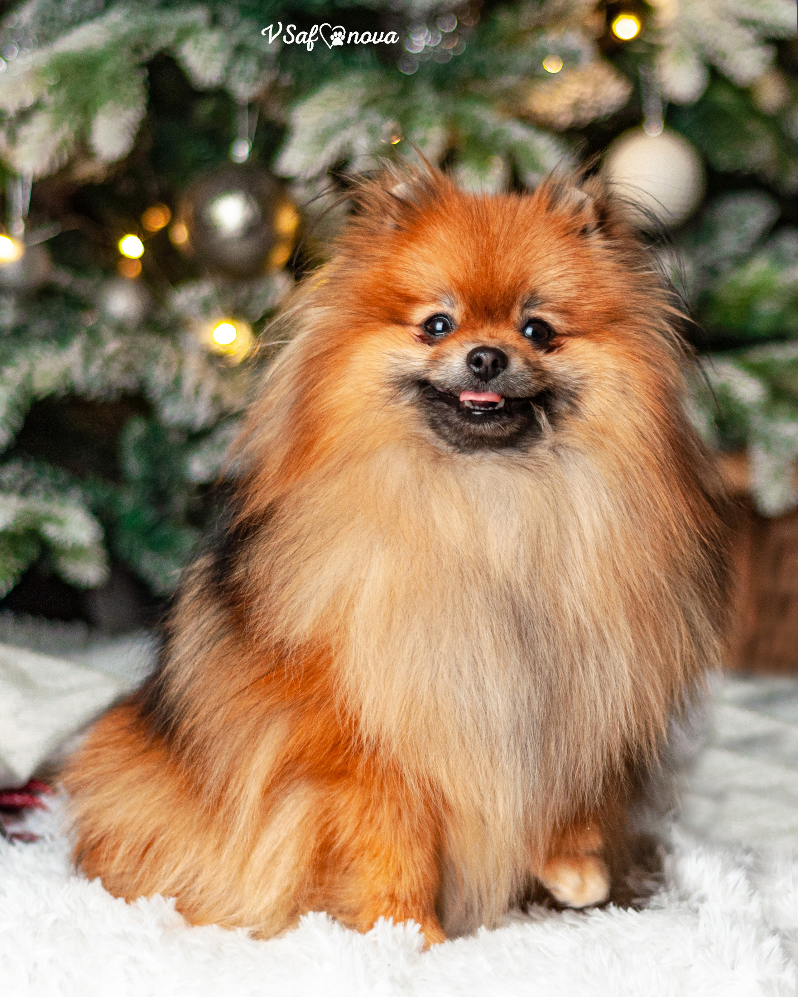Ральф и Стейси. Фотограф анималист Благовещенск. Сафонова Виктория