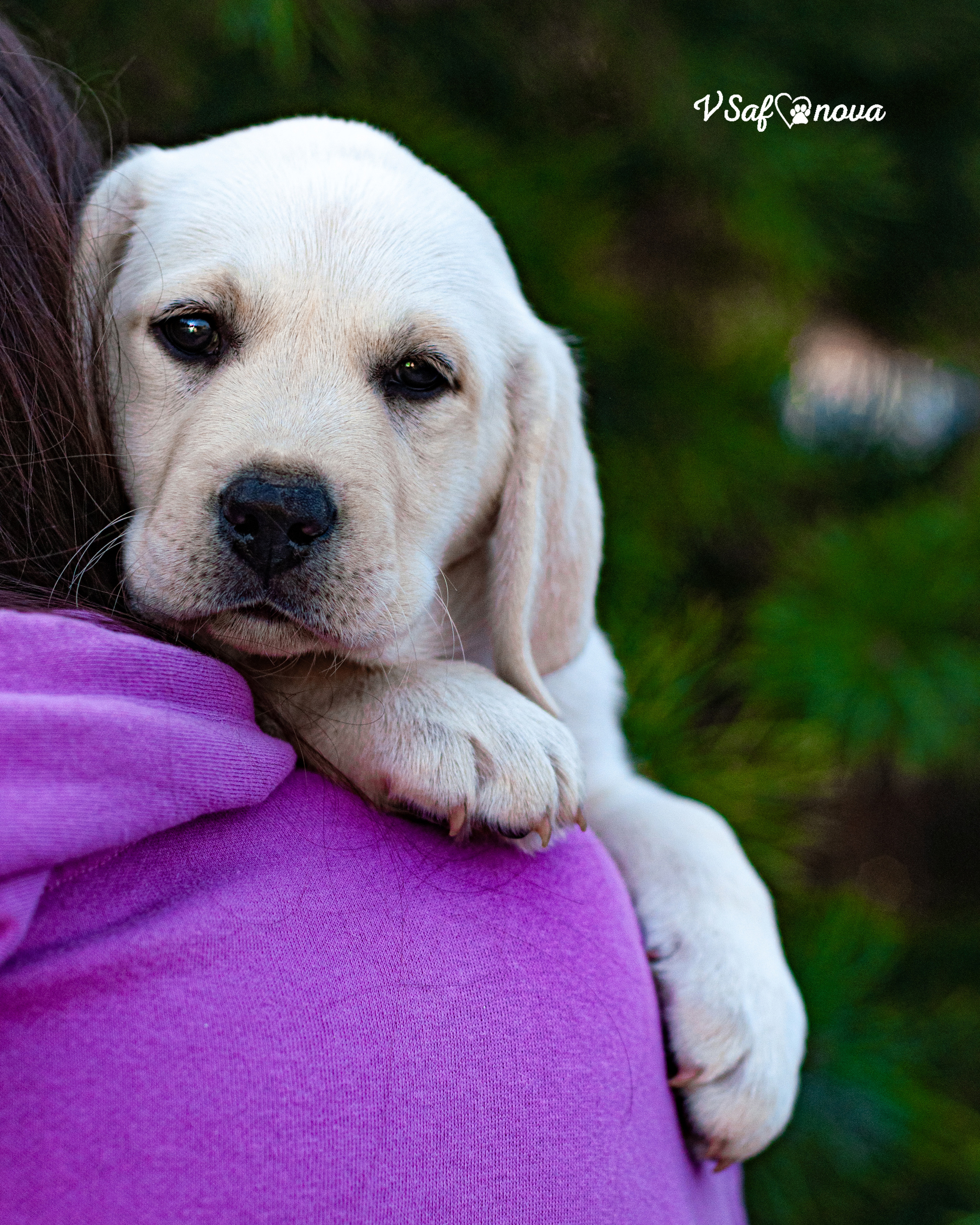 Лабродорчики 26.09.2021. Фотограф анималист Благовещенск. Сафонова Виктория