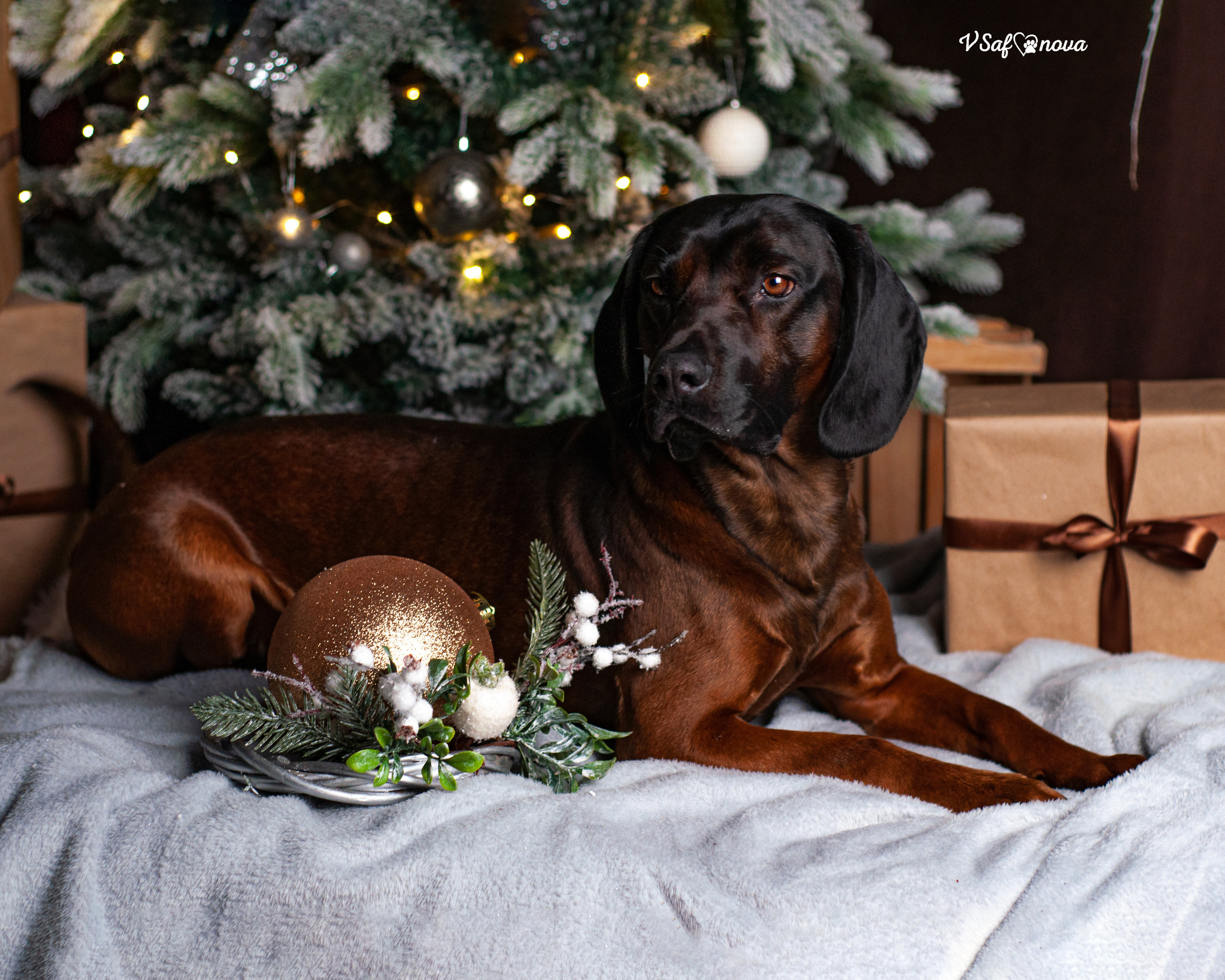 Флай. Фотограф анималист Благовещенск. Сафонова Виктория