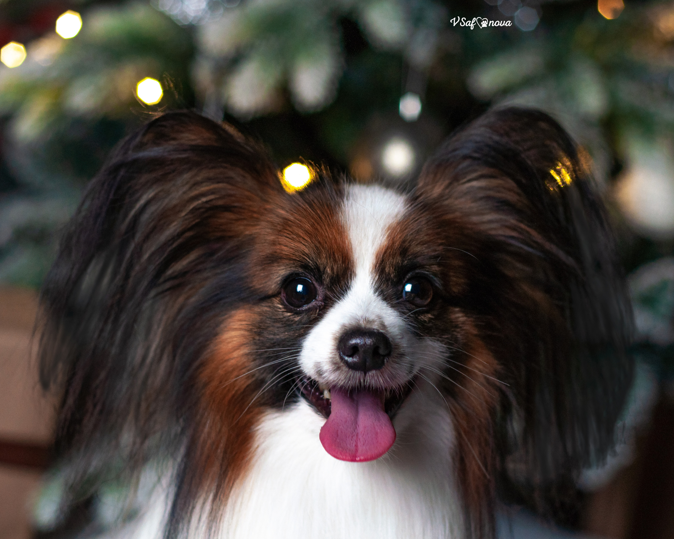 Шустрый и Федя. Фотограф анималист Благовещенск. Сафонова Виктория