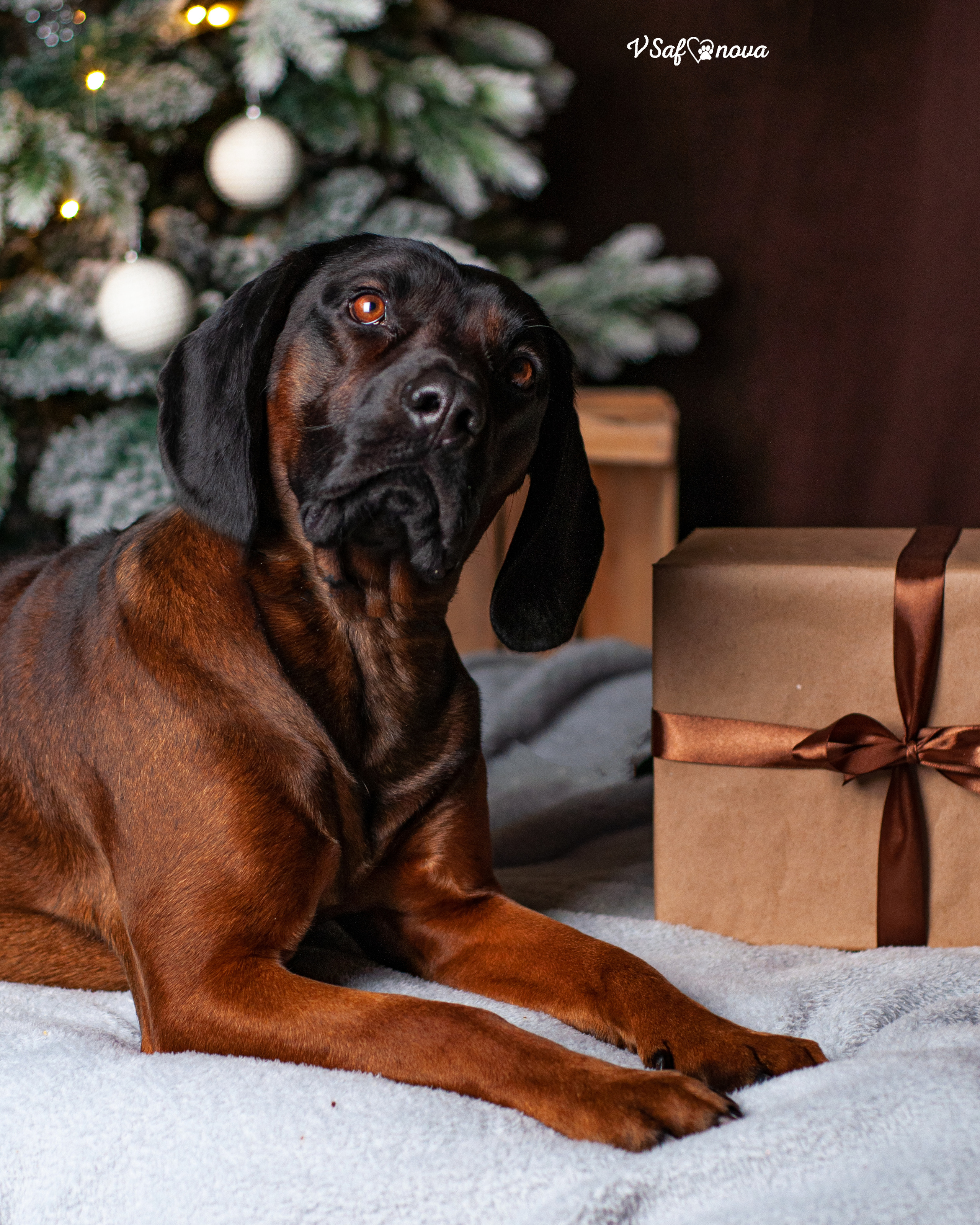 Флай. Фотограф анималист Благовещенск. Сафонова Виктория