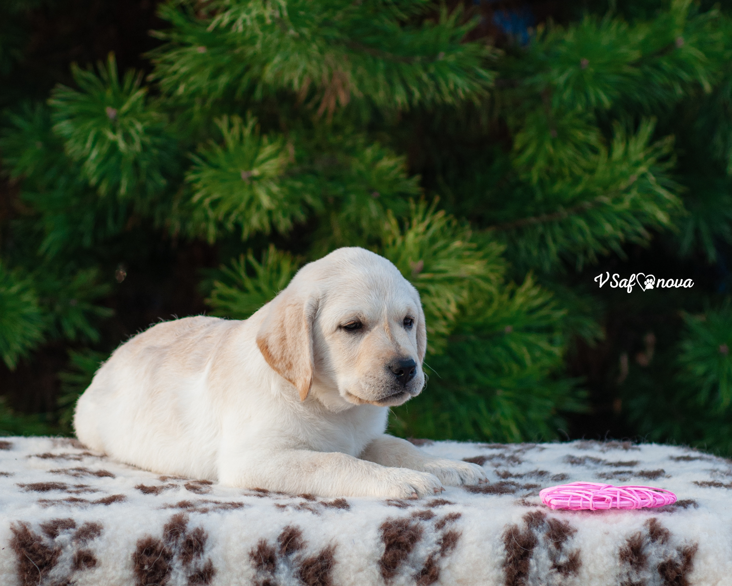 Лабродорчики 26.09.2021. Фотограф анималист Благовещенск. Сафонова Виктория