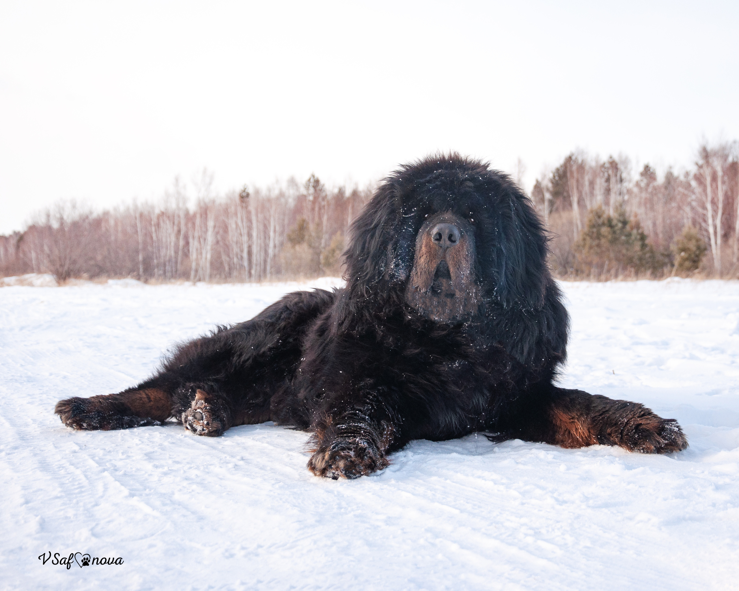 Ира и Ричи 29.01.2022. Фотограф анималист Благовещенск. Сафонова Виктория