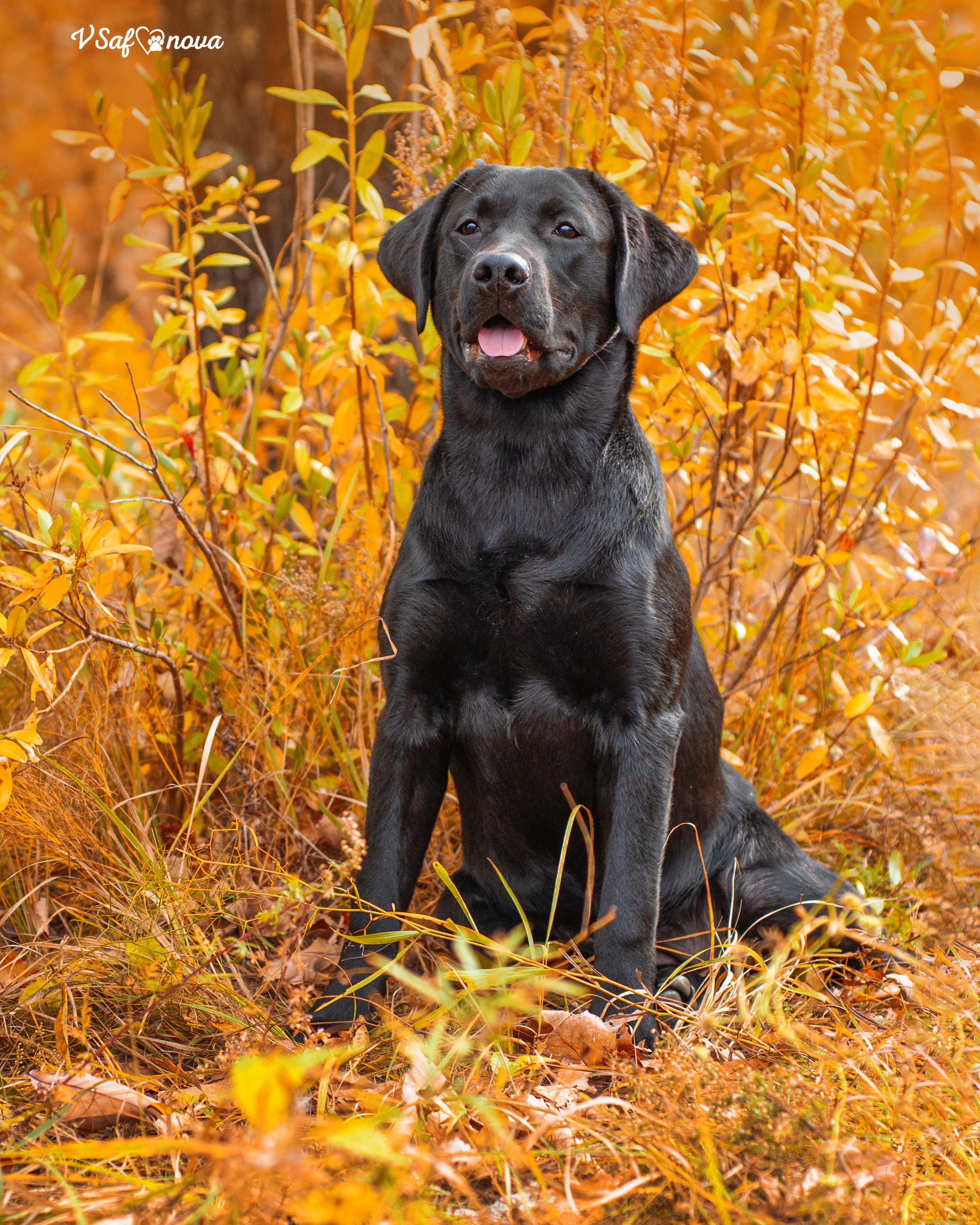 Саша и лабрадоры 03.10.2021. Фотограф анималист Благовещенск. Сафонова Виктория