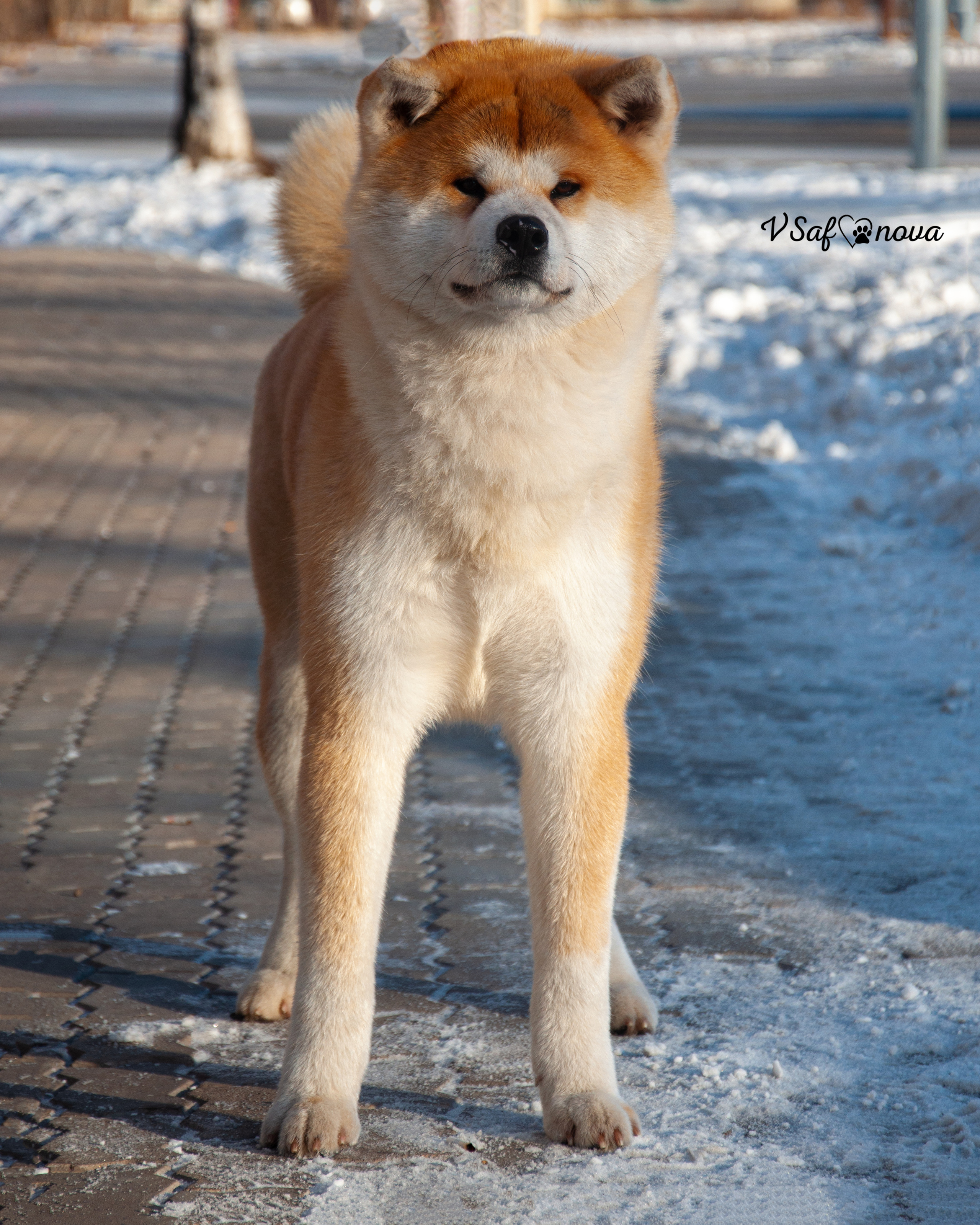 5–6 февраля 2022 Благовещенск. Фотограф анималист Благовещенск. Сафонова Виктория