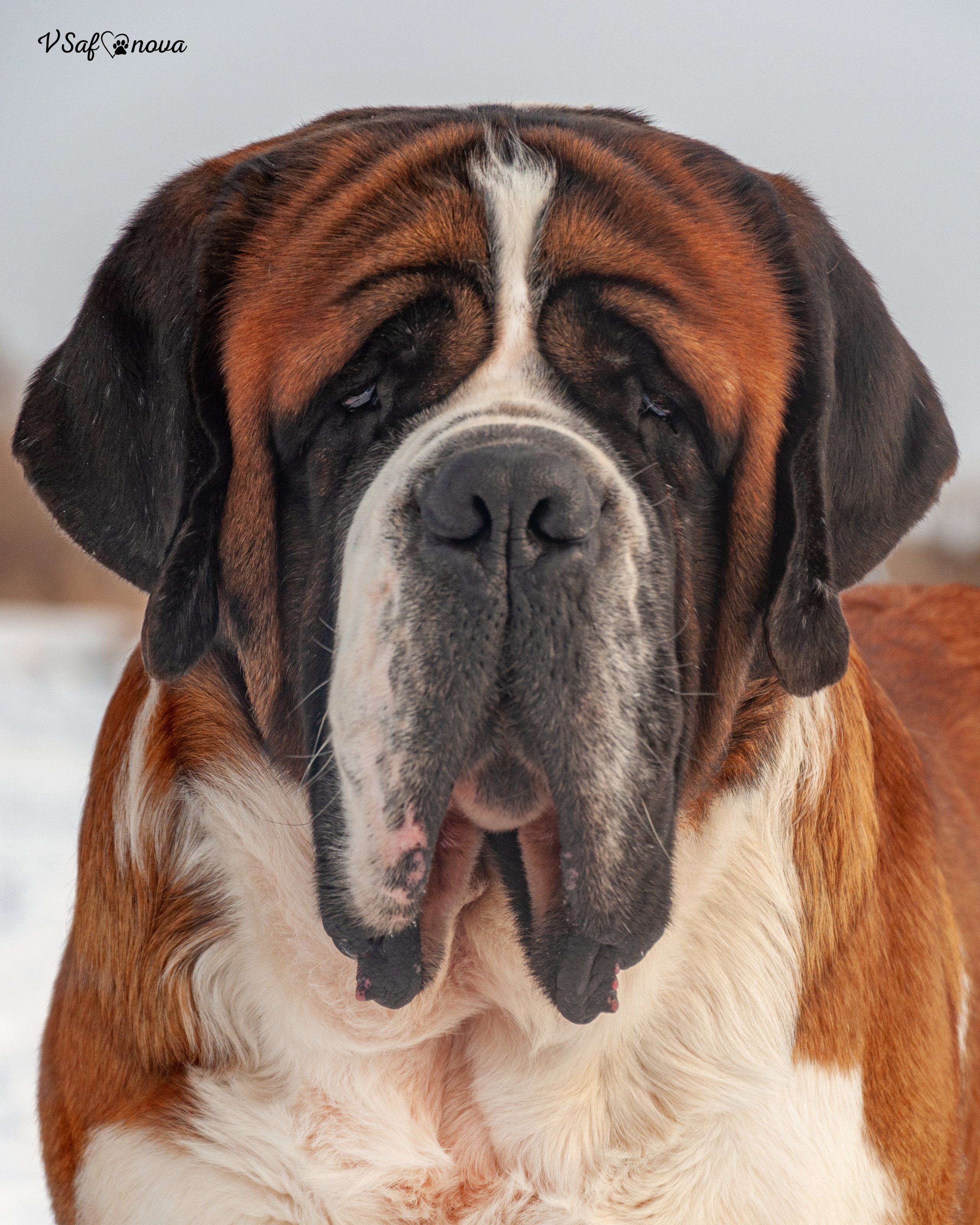 Филя 13.02.2022. Фотограф анималист Благовещенск. Сафонова Виктория