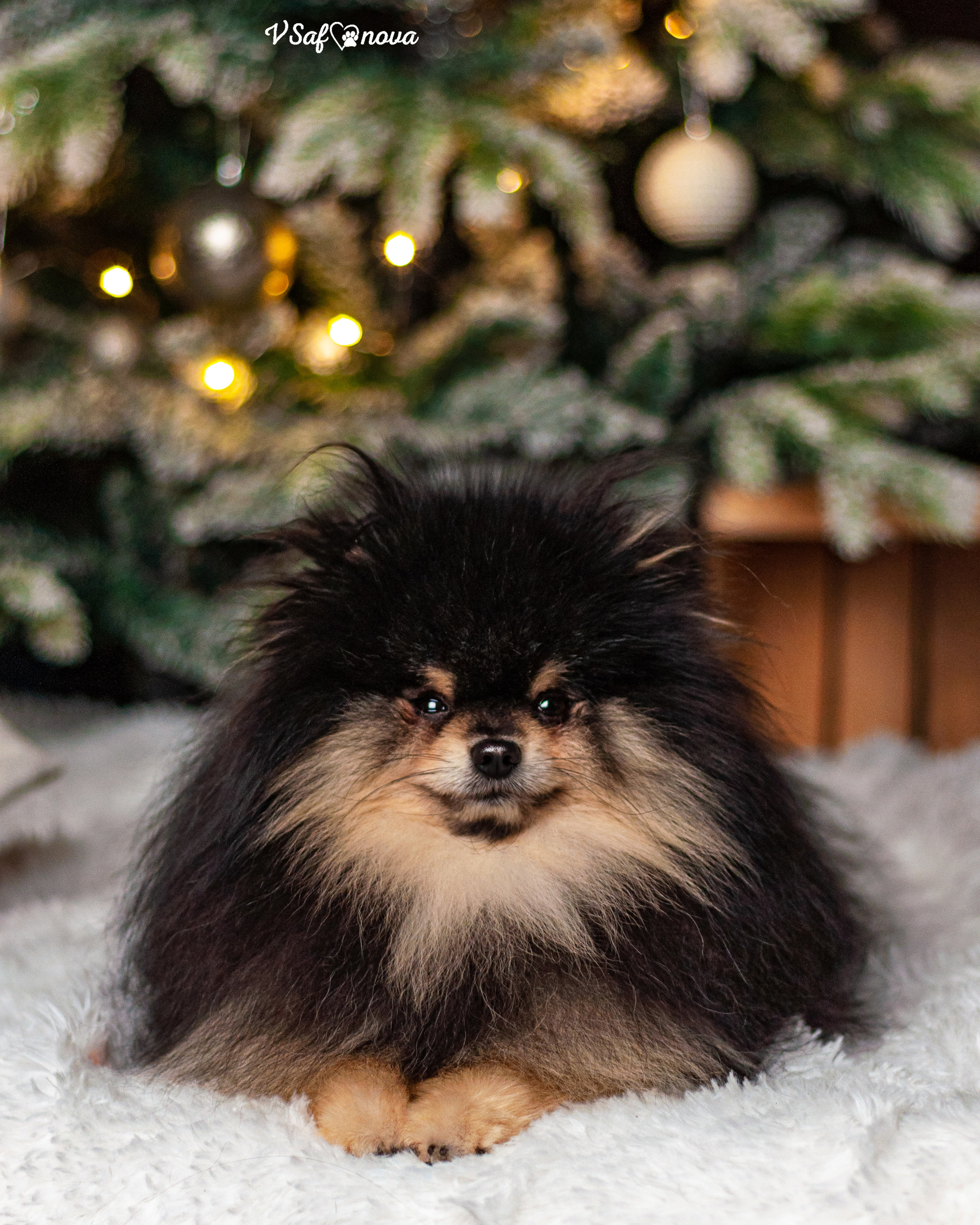 Ральф и Стейси. Фотограф анималист Благовещенск. Сафонова Виктория